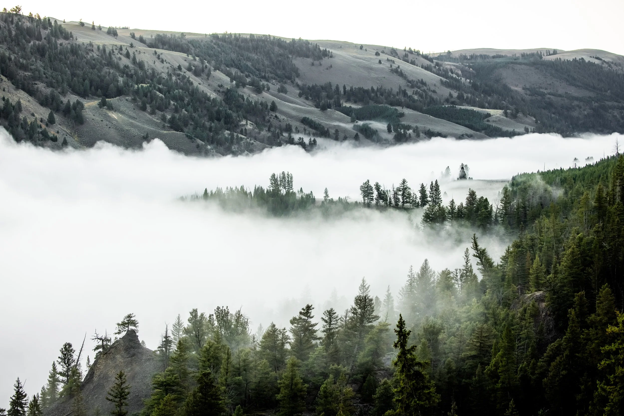 A mountainous landscape with a forest of tall green pine trees and scattered bushes, shrouded in fog.