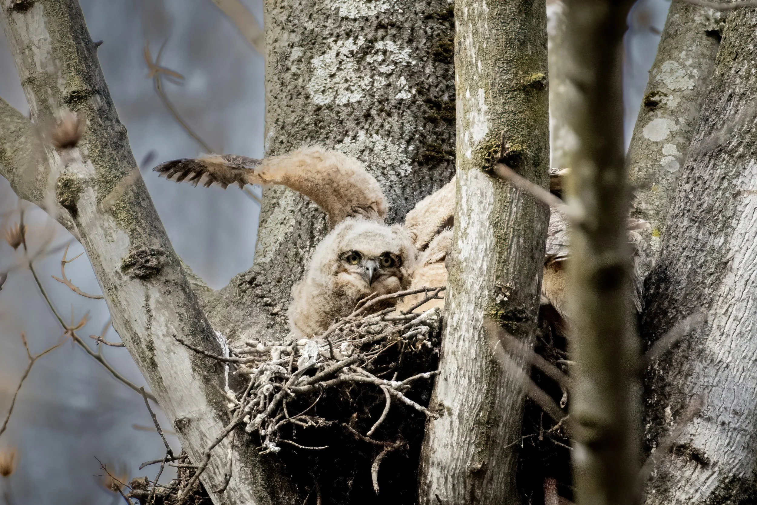 A young owl sitting in a nest among the branches of a tree, with its head tilted slightly and wide eyes looking forward.