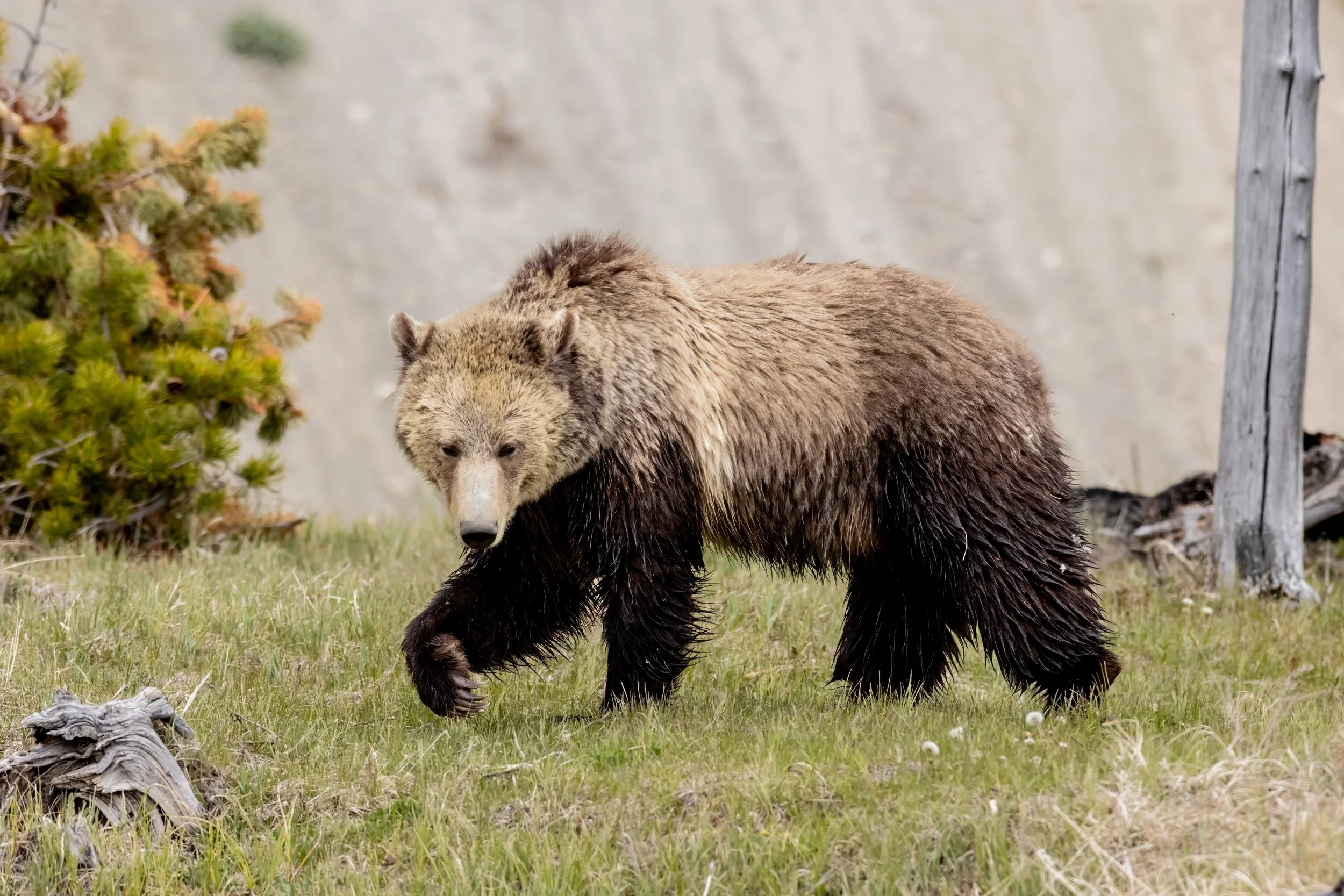 A brown bear walking on grass with a bush on the left and a tree trunk on the right.