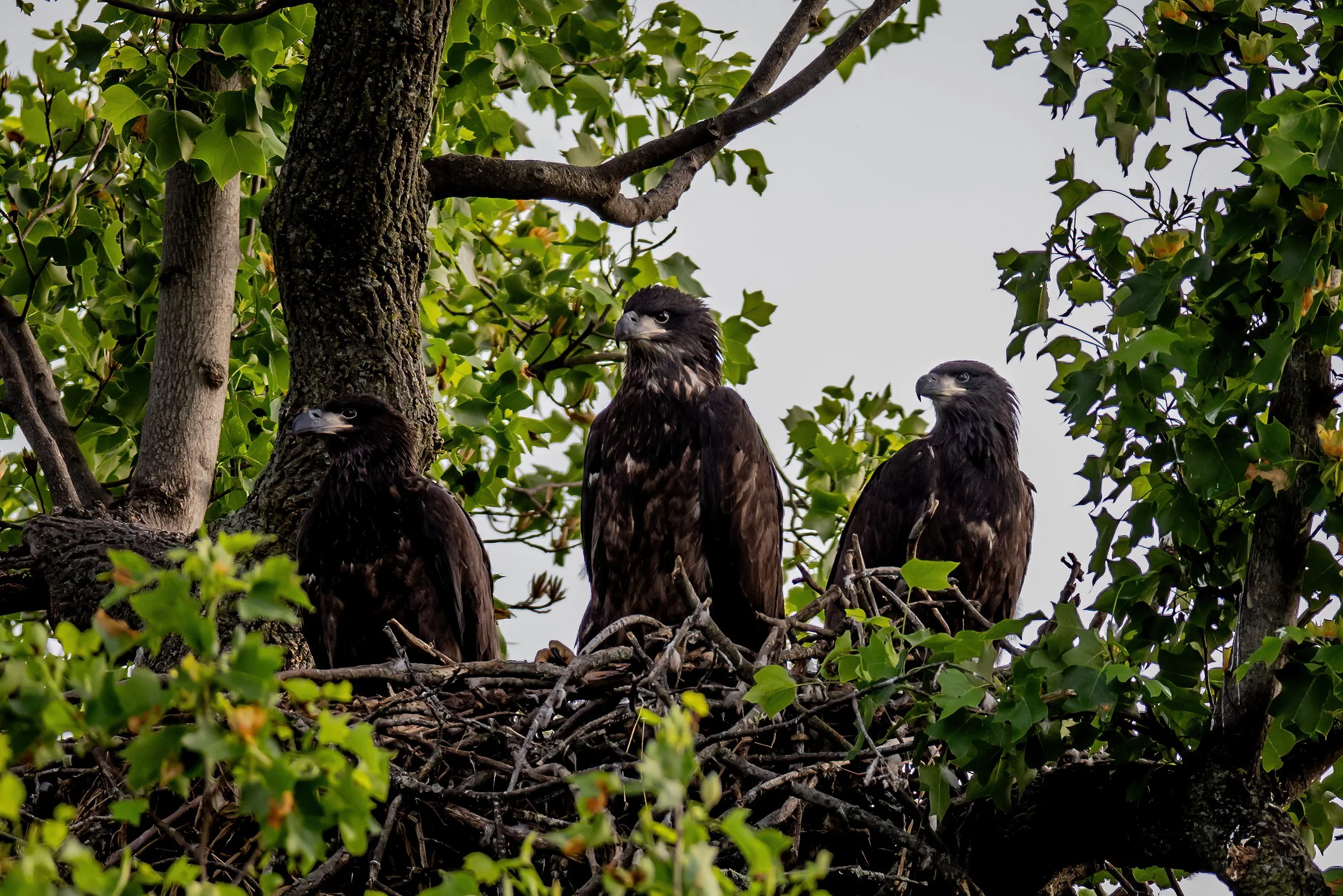 Three young eagles sitting on a nest in a tree with green leaves, with a partly cloudy sky in the background.