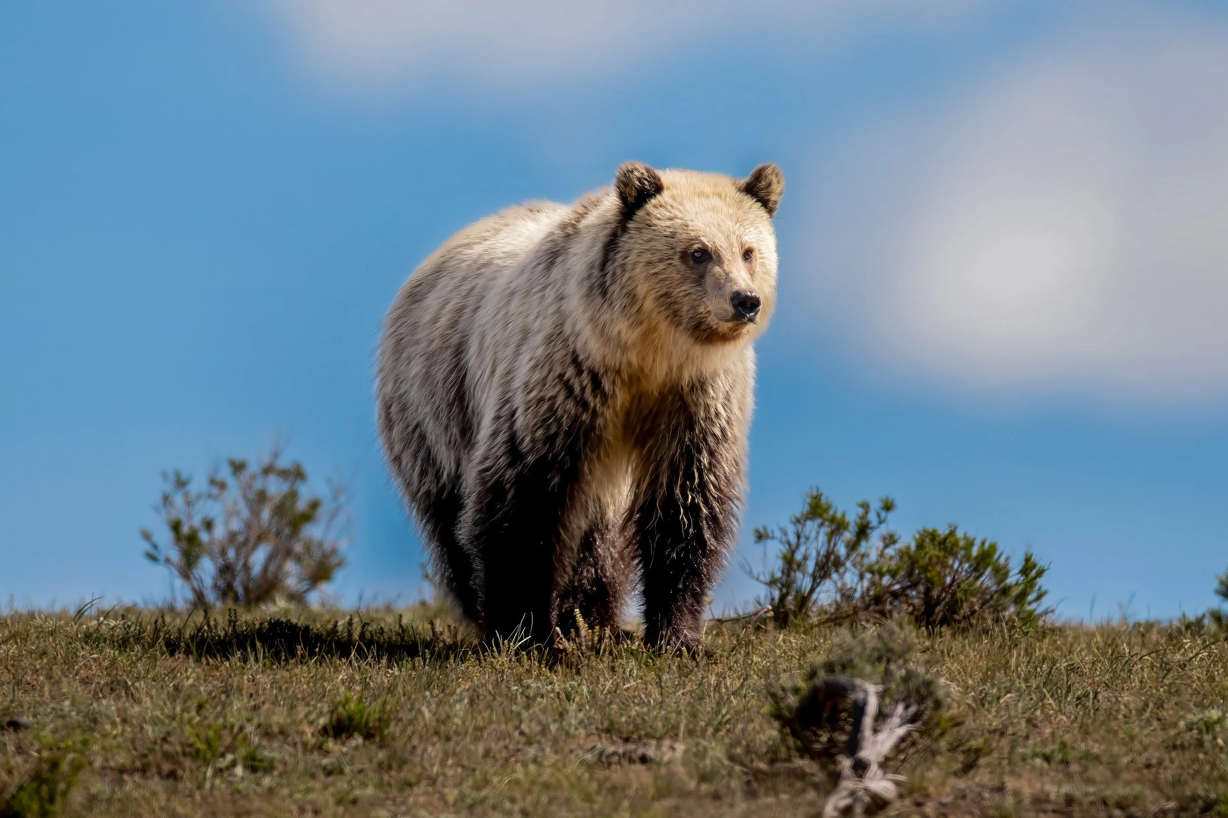 A brown and white bear standing on grass with a blue sky background.
