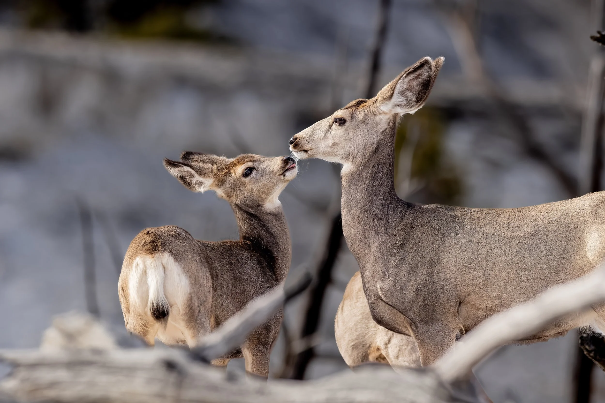 Two young deer touching noses in a snowy forest.