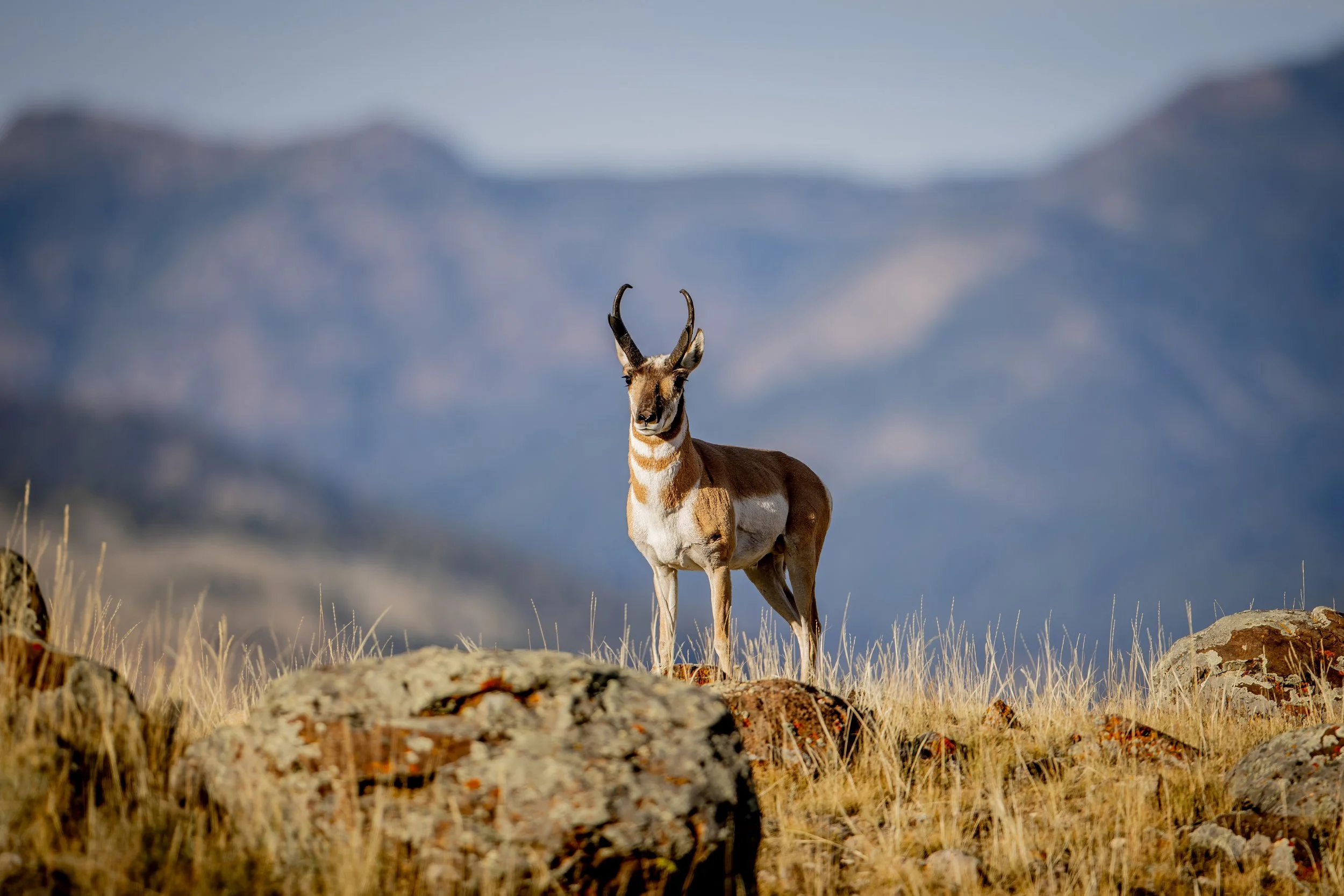 A pronghorn antelope standing on a rocky hillside in a grassy open plain with mountains in the background under a cloudy sky.