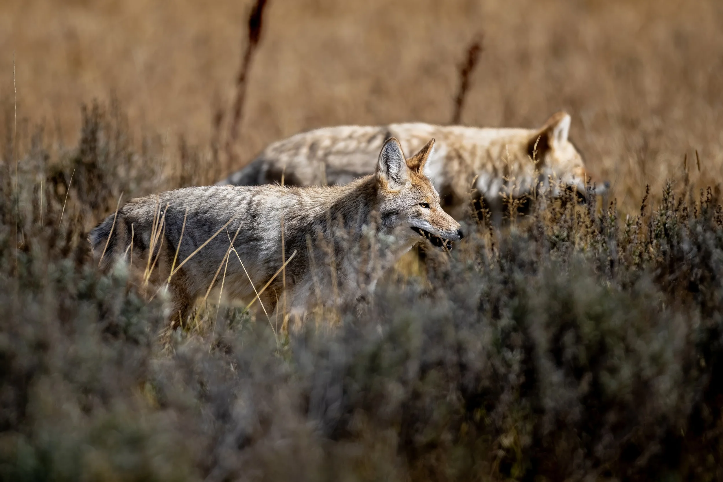 A coyote laying in a field of dry grass and plants, with tall grasses and a blurred background.
