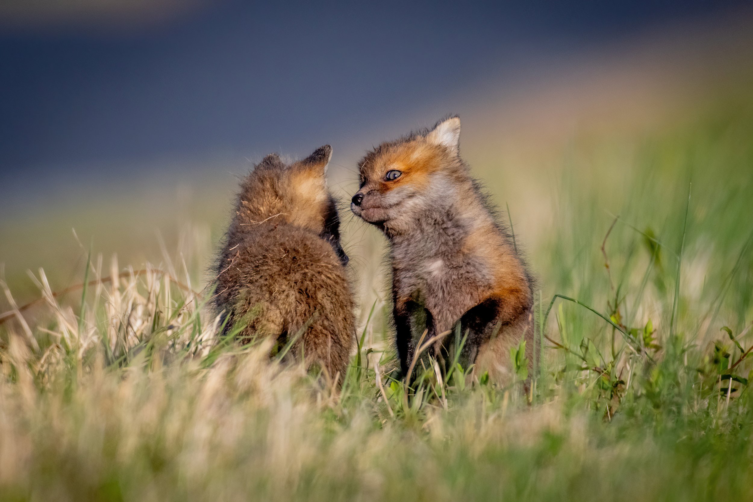 Two young foxes touching noses in green grass.
