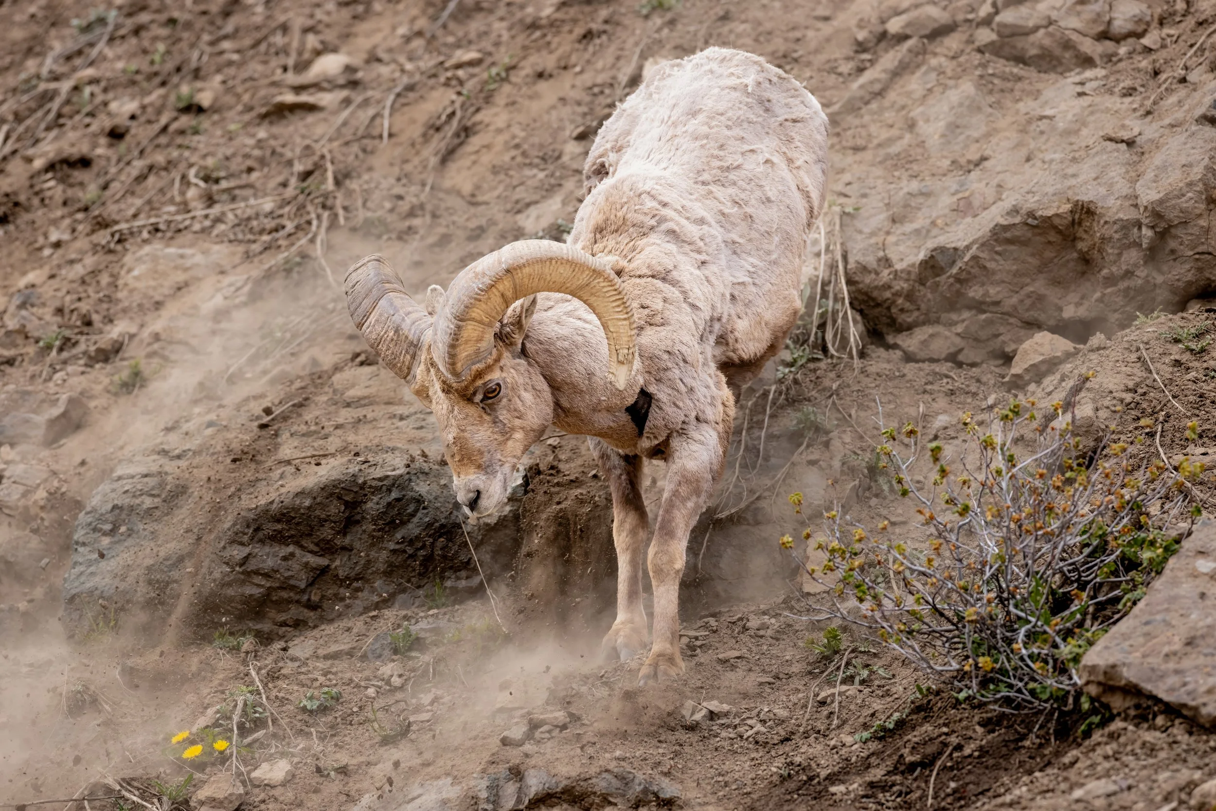 A bighorn sheep walking on rocky terrain with dry, brown soil and sparse small vegetation.