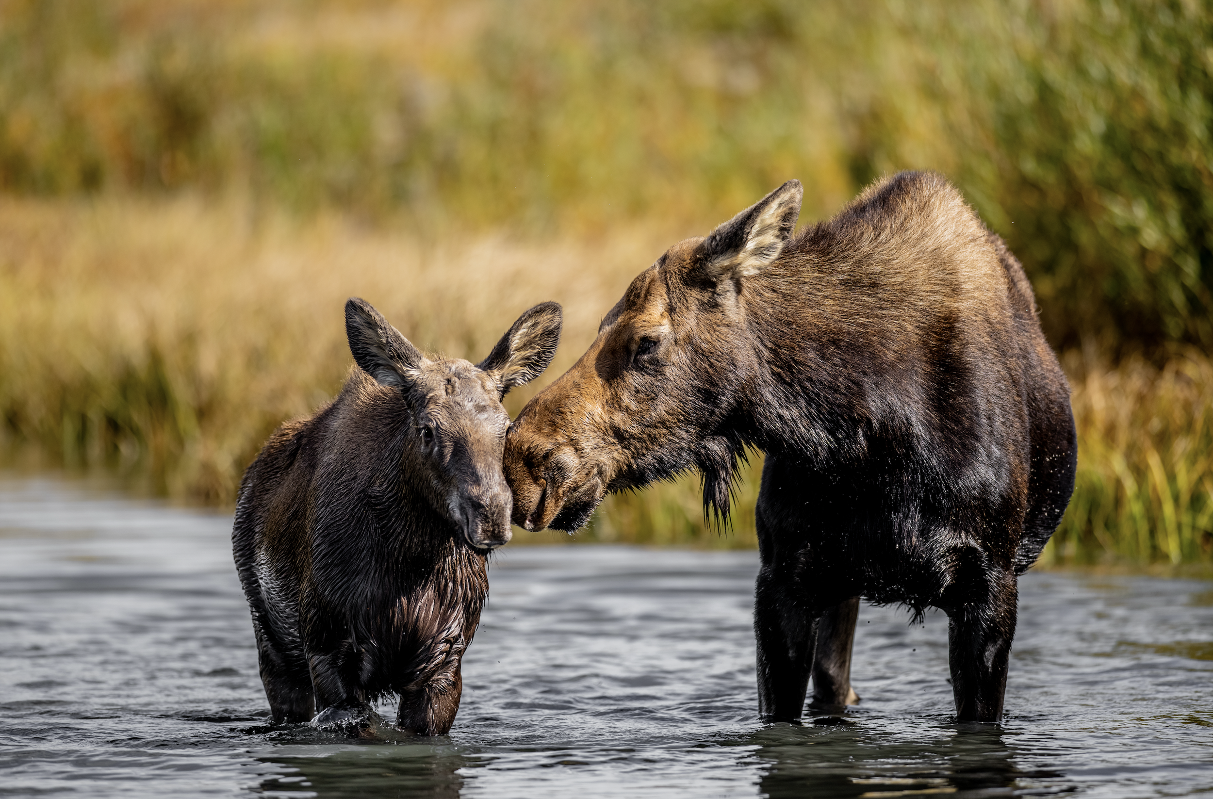 A moose calf and an adult moose touching noses and standing in a shallow river with a blurred autumn-colored background.