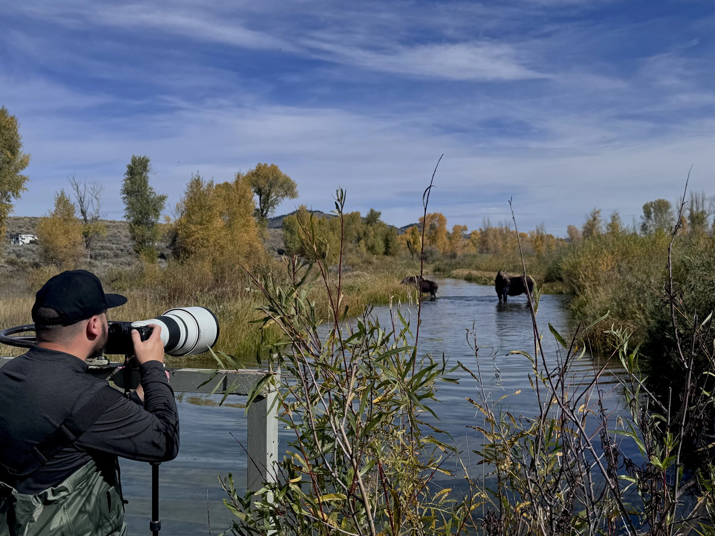 A person with a cap and jacket taking a photograph of water buffalo in a river, with trees displaying autumn colors and a blue sky with clouds in the background.