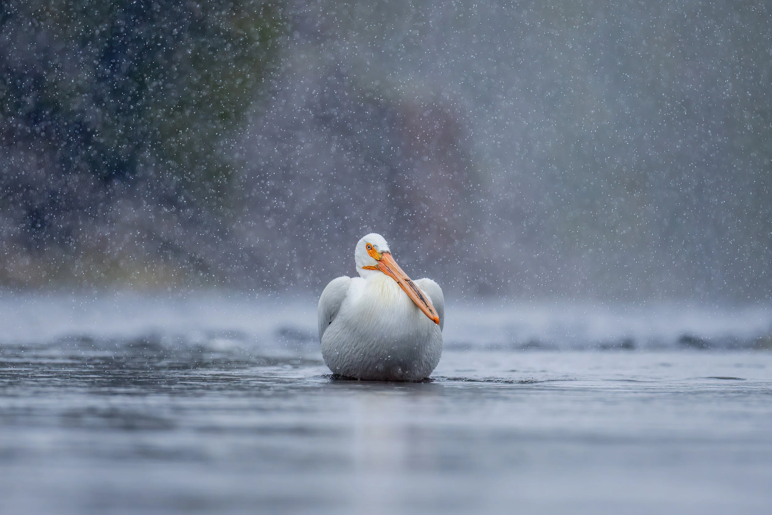 A white pelican floating on water with a backdrop of rain or snow, creating a misty, blurred background.