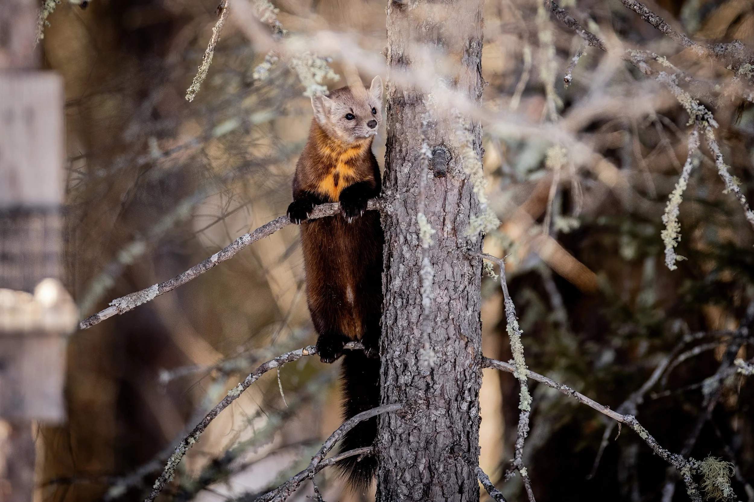 A pine marten climbing a tree surrounded by branches and lichen in a forest.