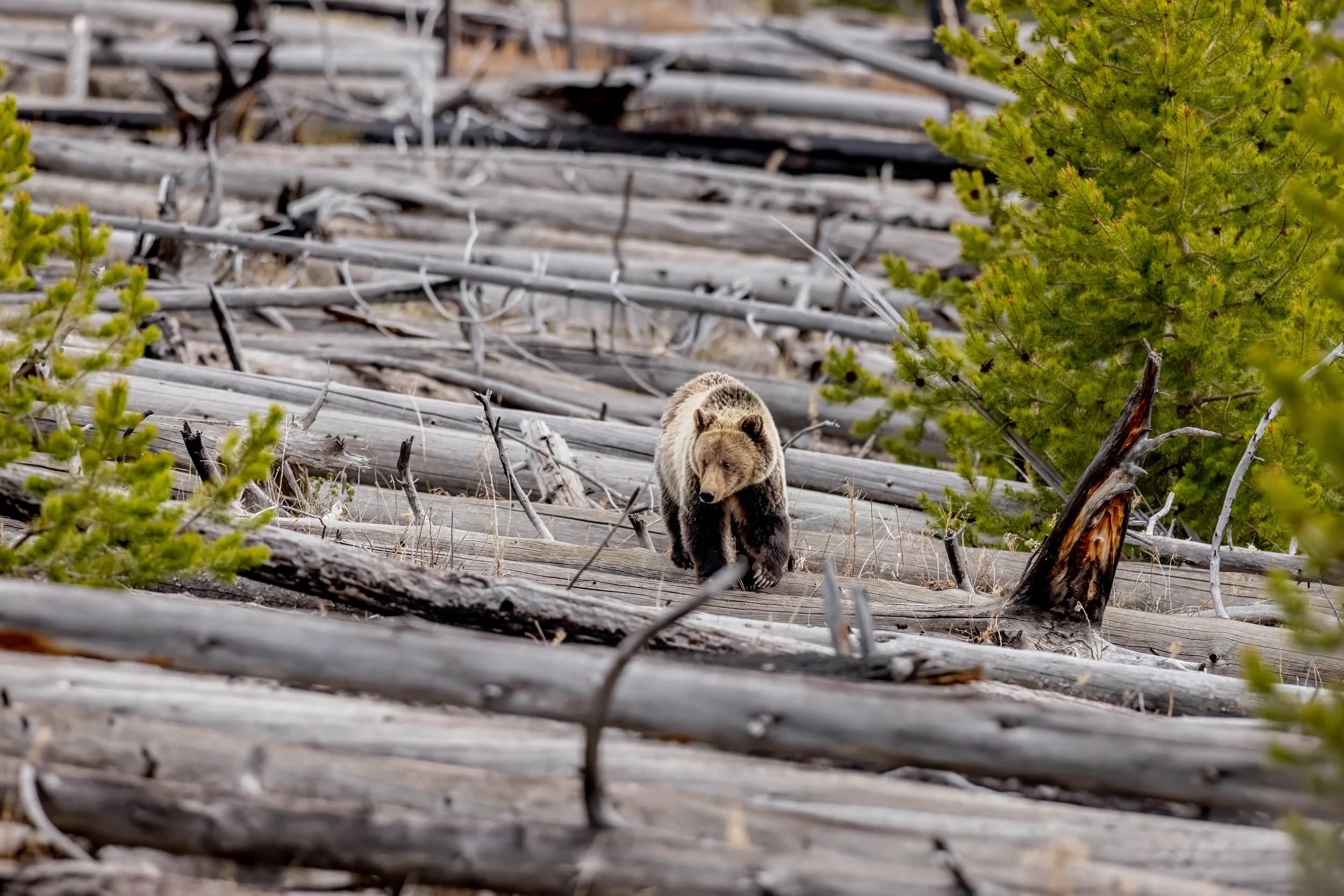 A bear walking on a log surrounded by green pine trees and numerous fallen logs in a forest.
