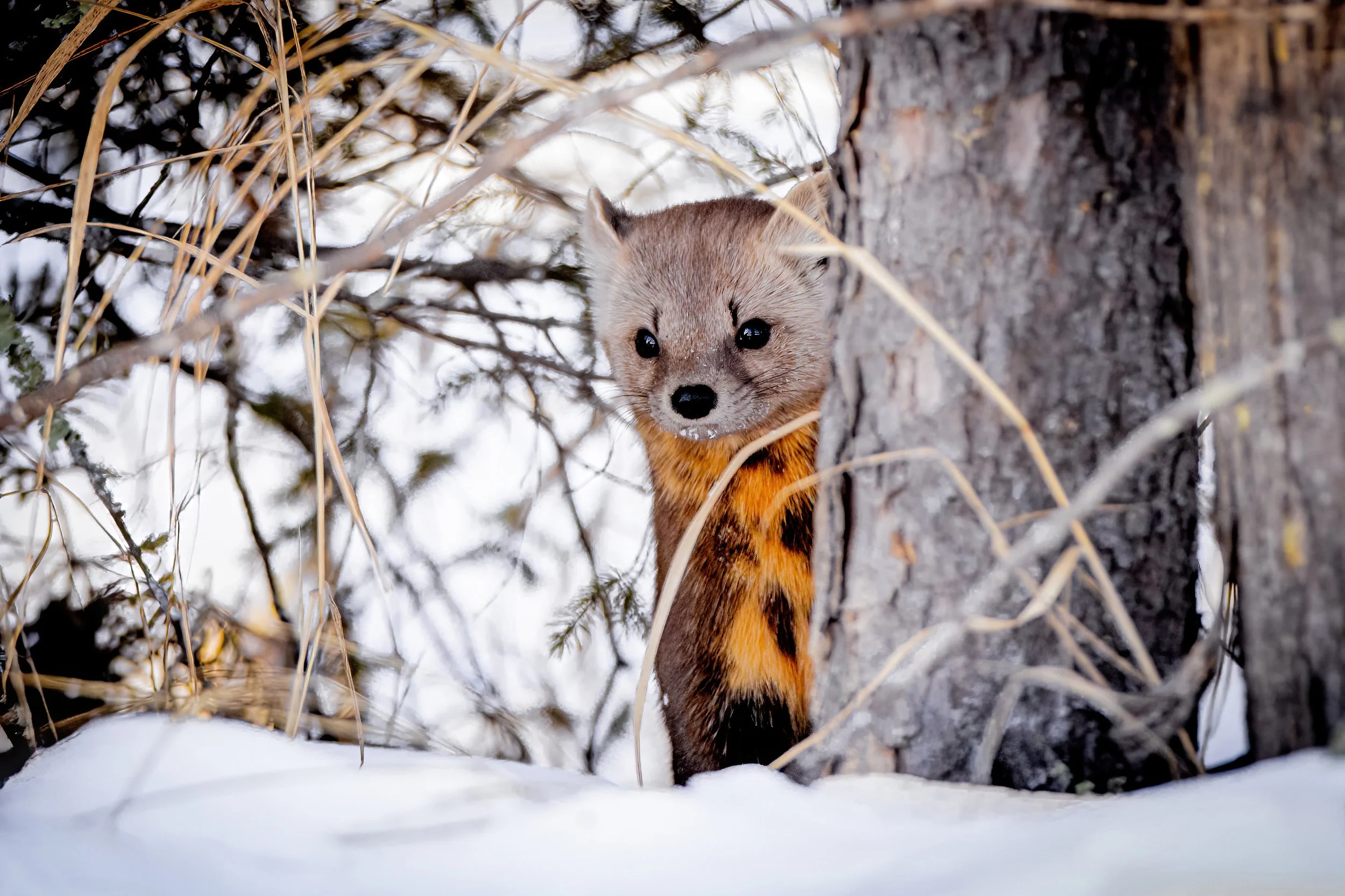 A small fox with tan and orange fur peeks from behind a tree trunk in a snowy forest, surrounded by snow-covered branches and dry grass.