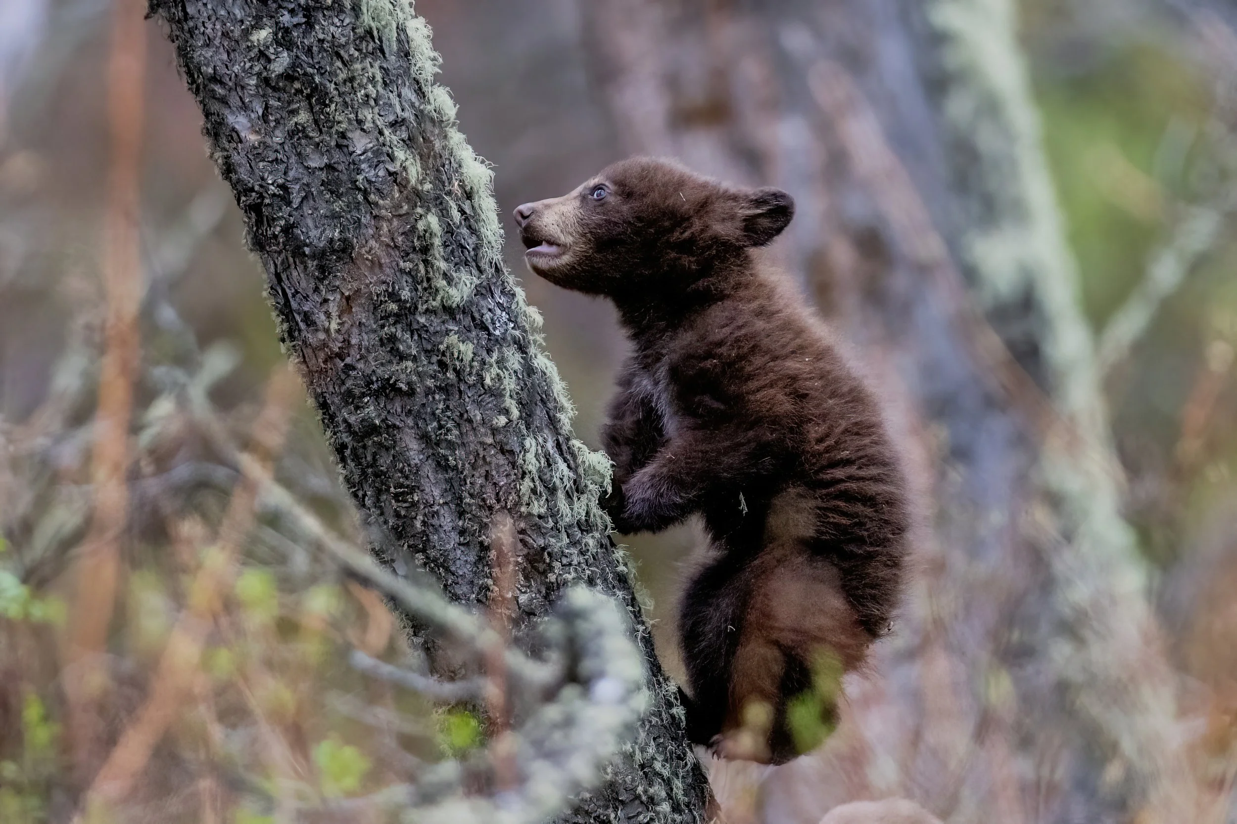 A brown bear cub climbing a tree in a forested area.