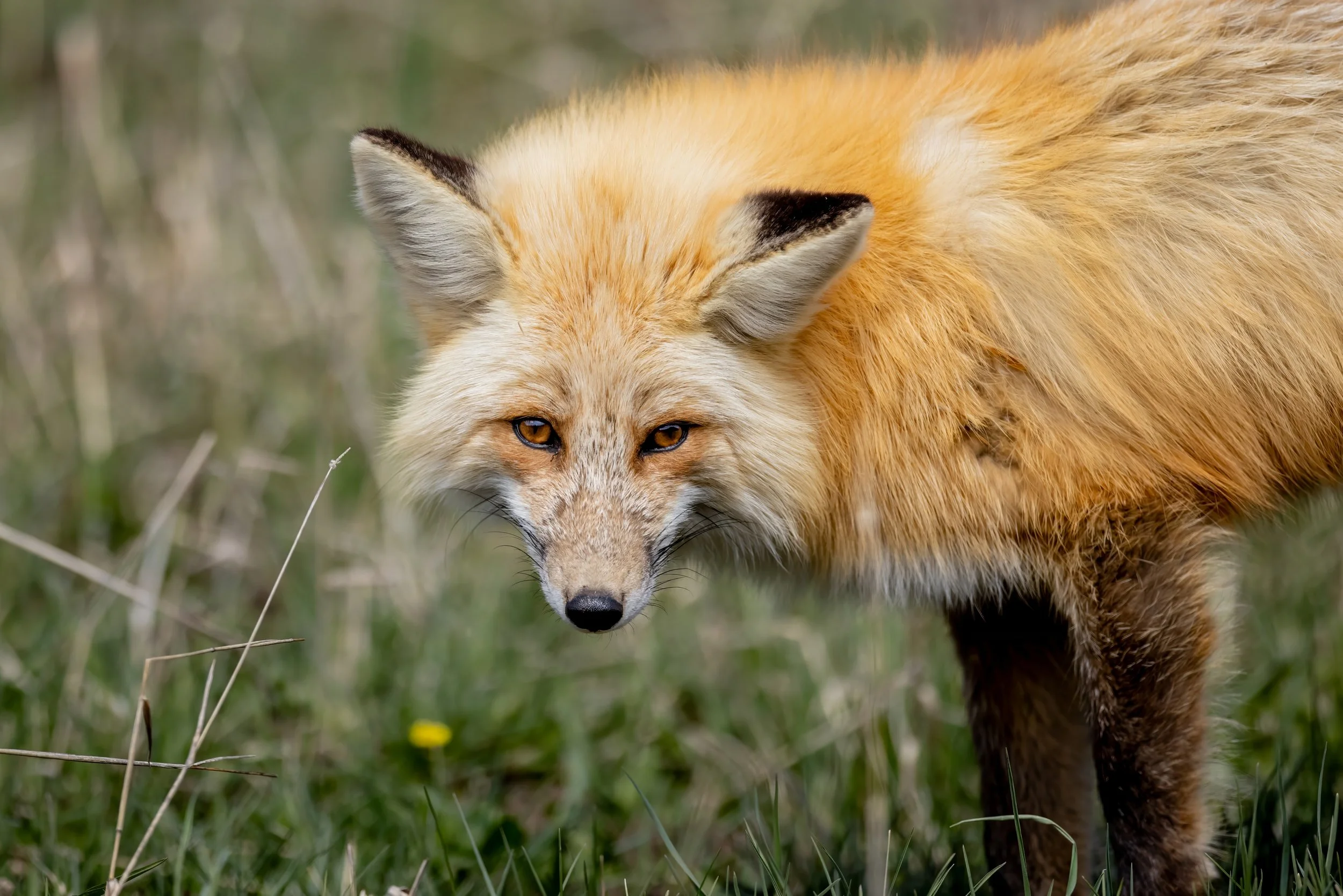 Close-up of a red fox walking through grass.