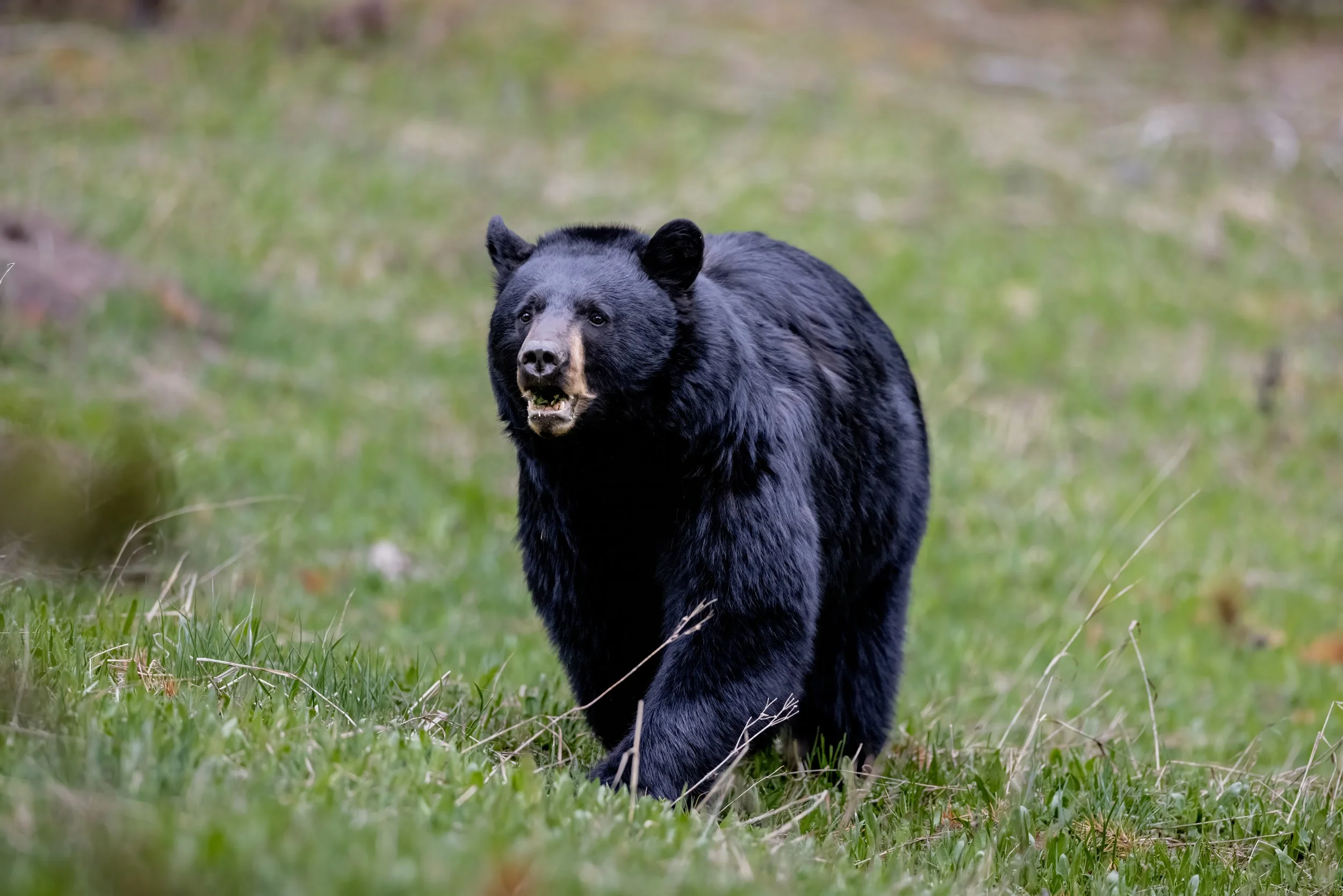 A black bear walking through a grassy area with a blurred background of trees.