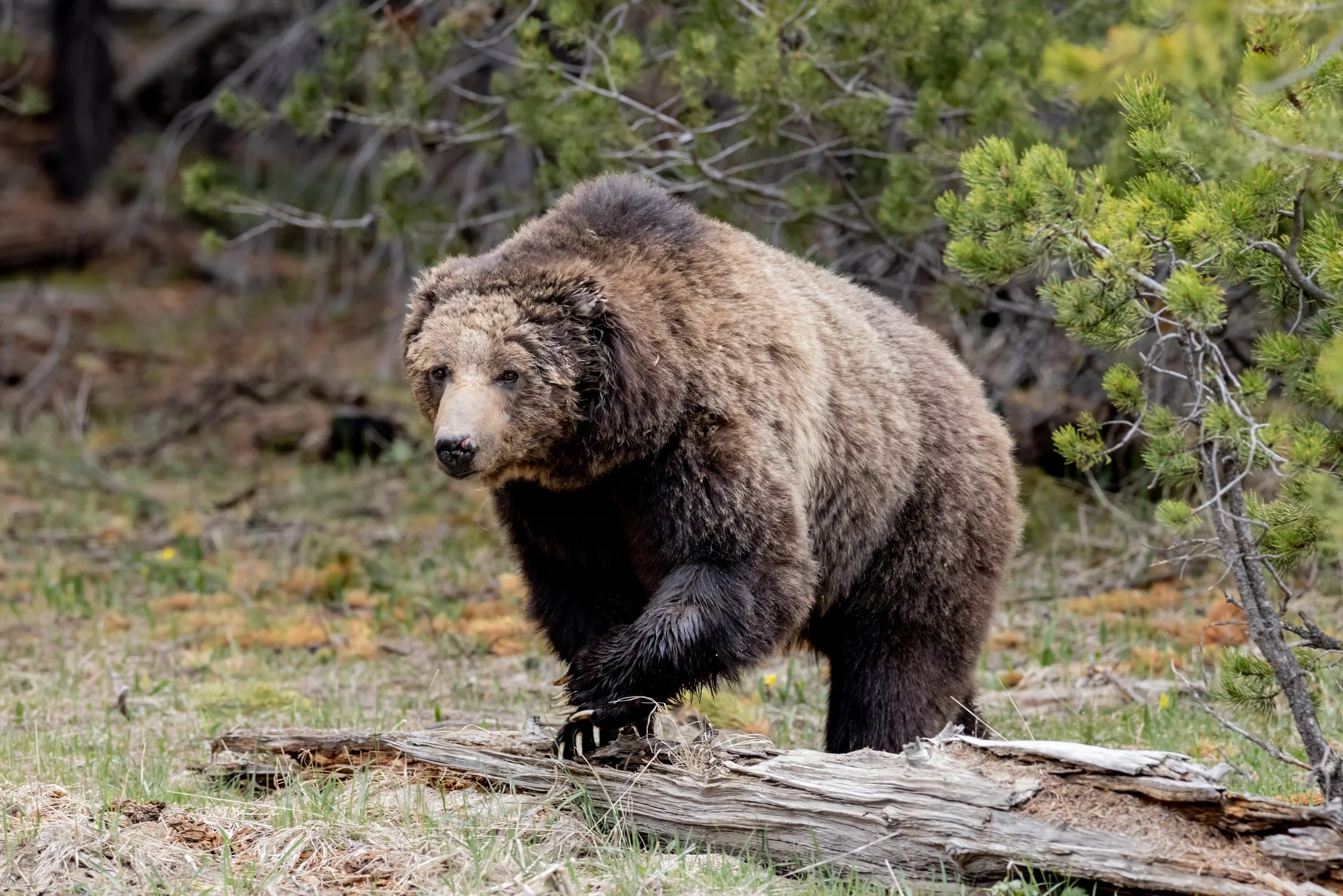 A grizzly bear walking on forest ground surrounded by green trees and bushes.