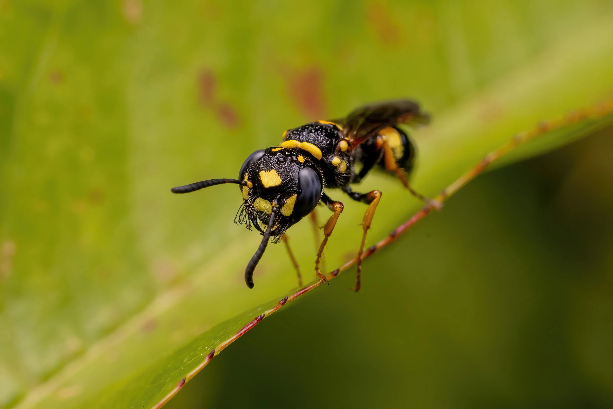 Close-up of a black and yellow wasp walking on a green leaf, with a blurred green background.
