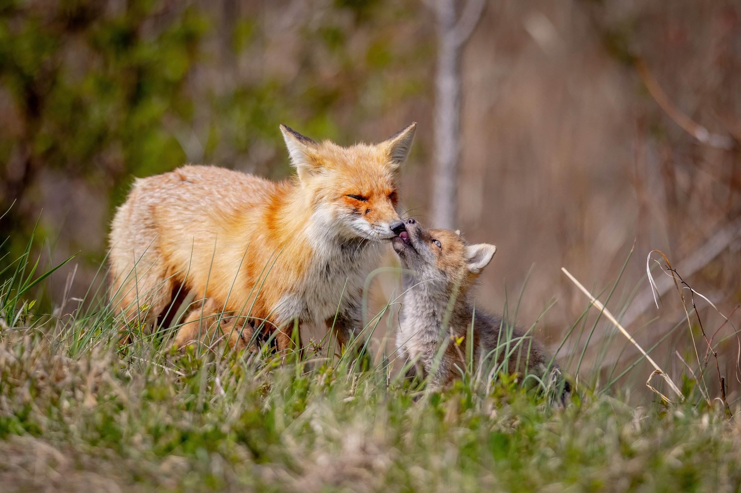 A fox and a kitten touching noses in tall grass.