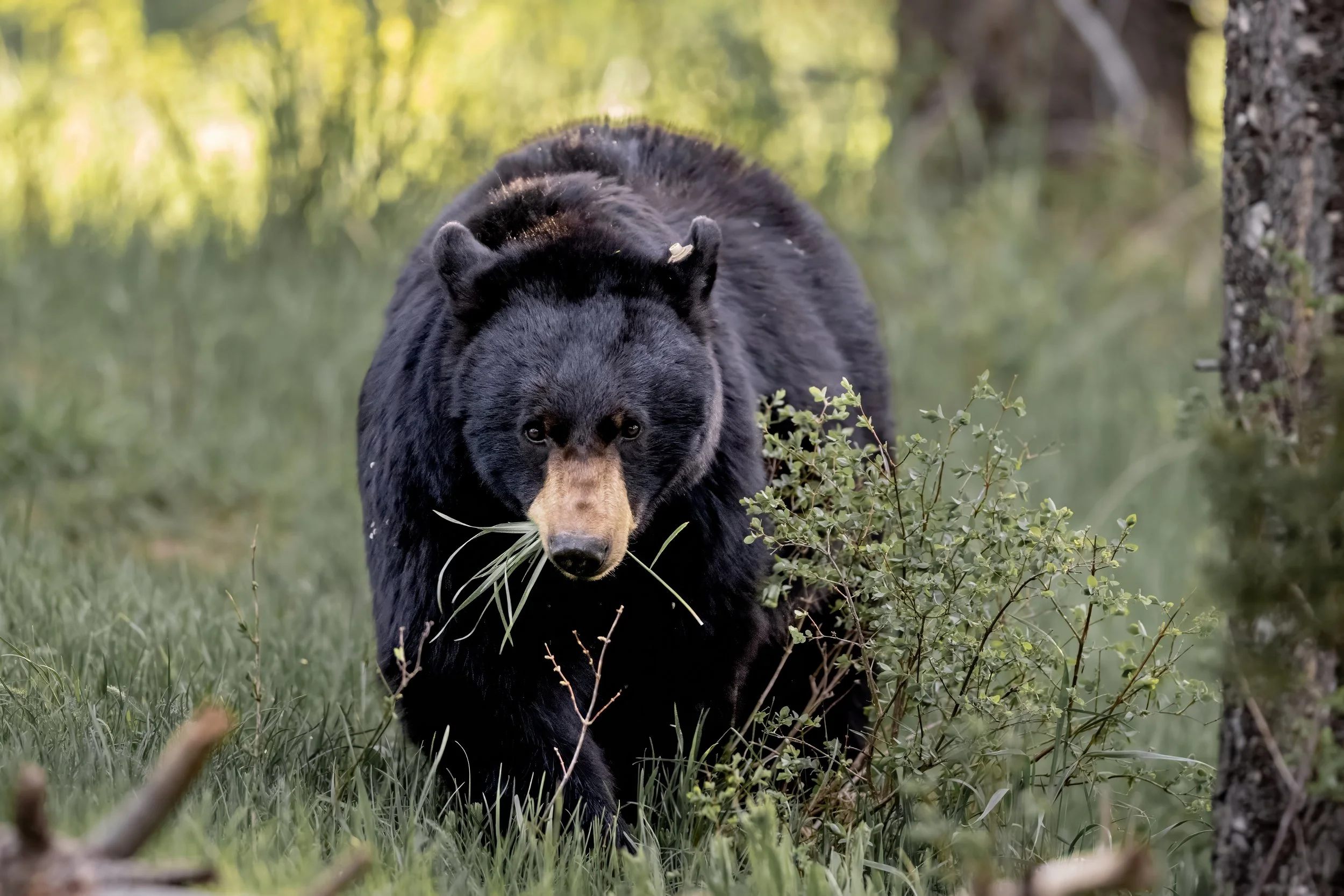 A black bear walking through a grassy area surrounded by trees, with a piece of wood on its back and a mouthful of grass.