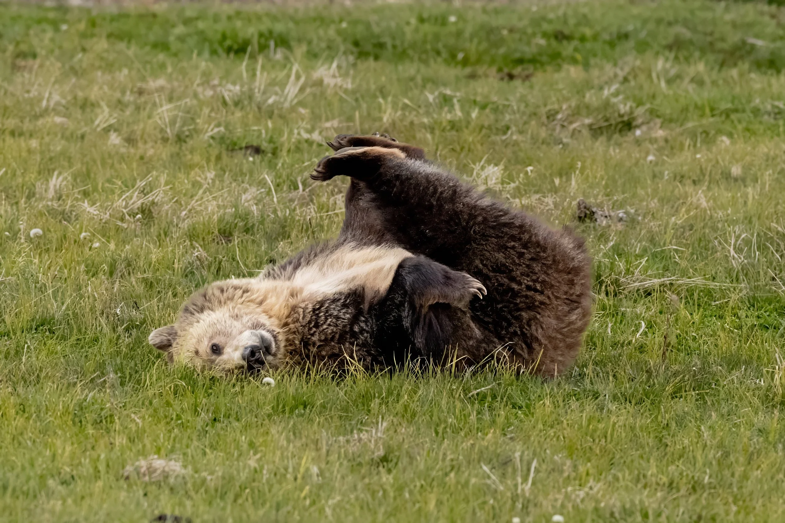 Two playful otters lying on grass, one on its back, with their heads close together.