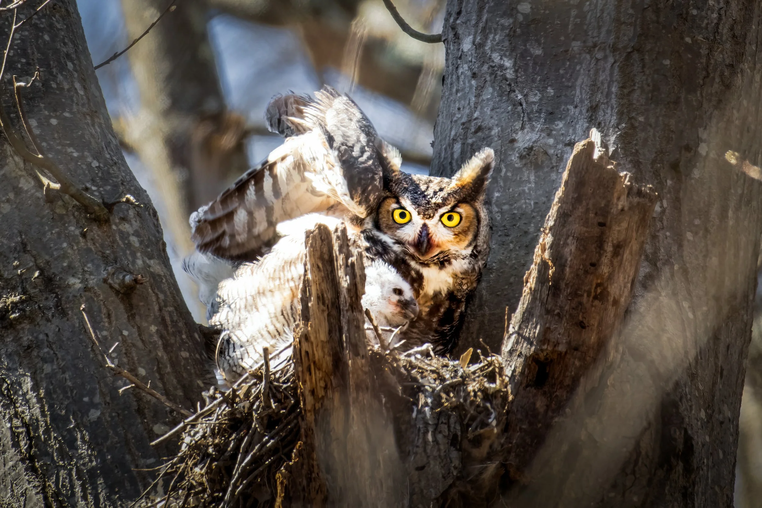 Close-up of an owl perched inside a tree hollow with bark, twigs, and a waterfall in the background.