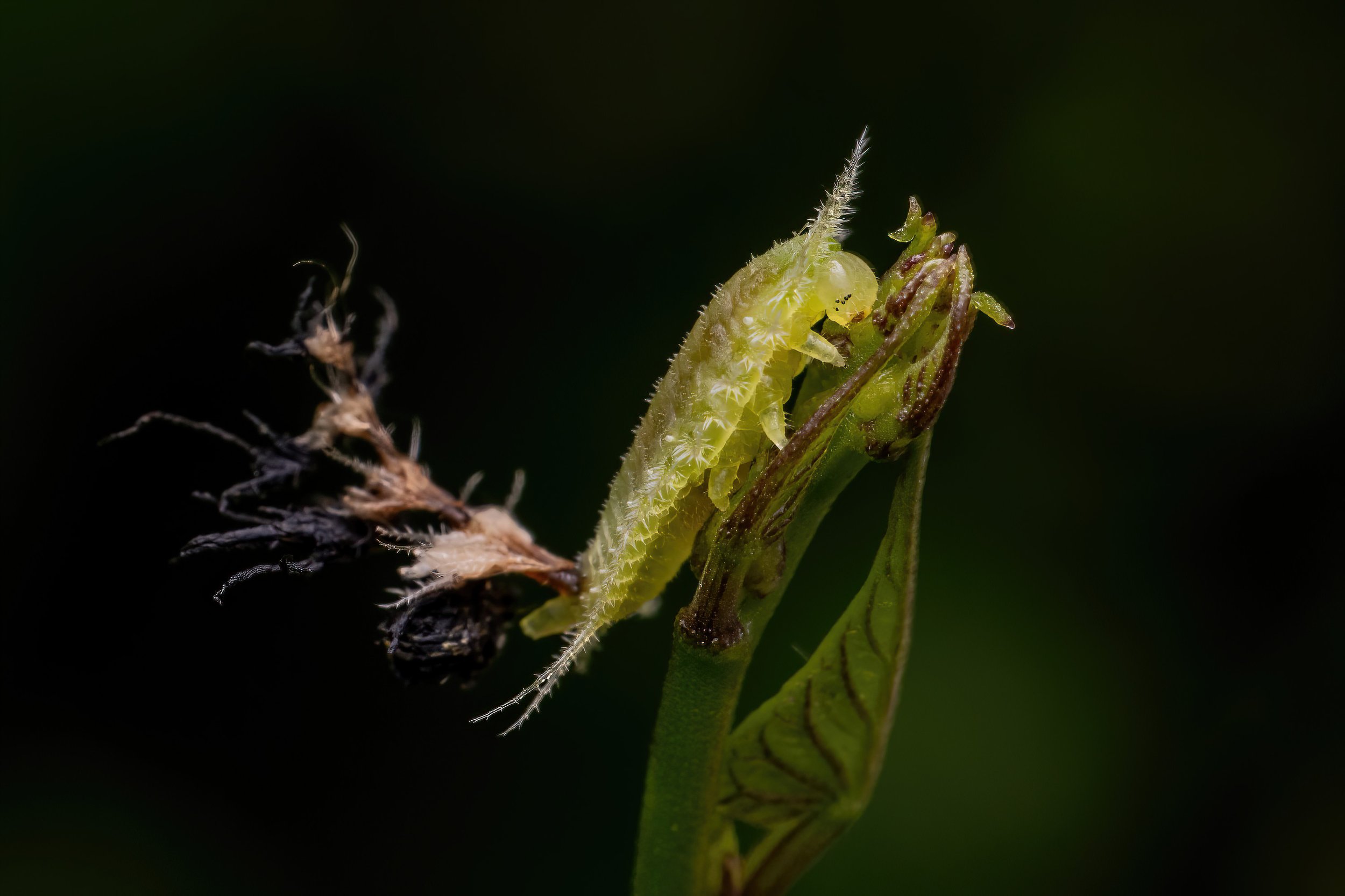 A close-up of a green caterpillar with white tufts on its body, crawling on a plant stem against a dark background.
