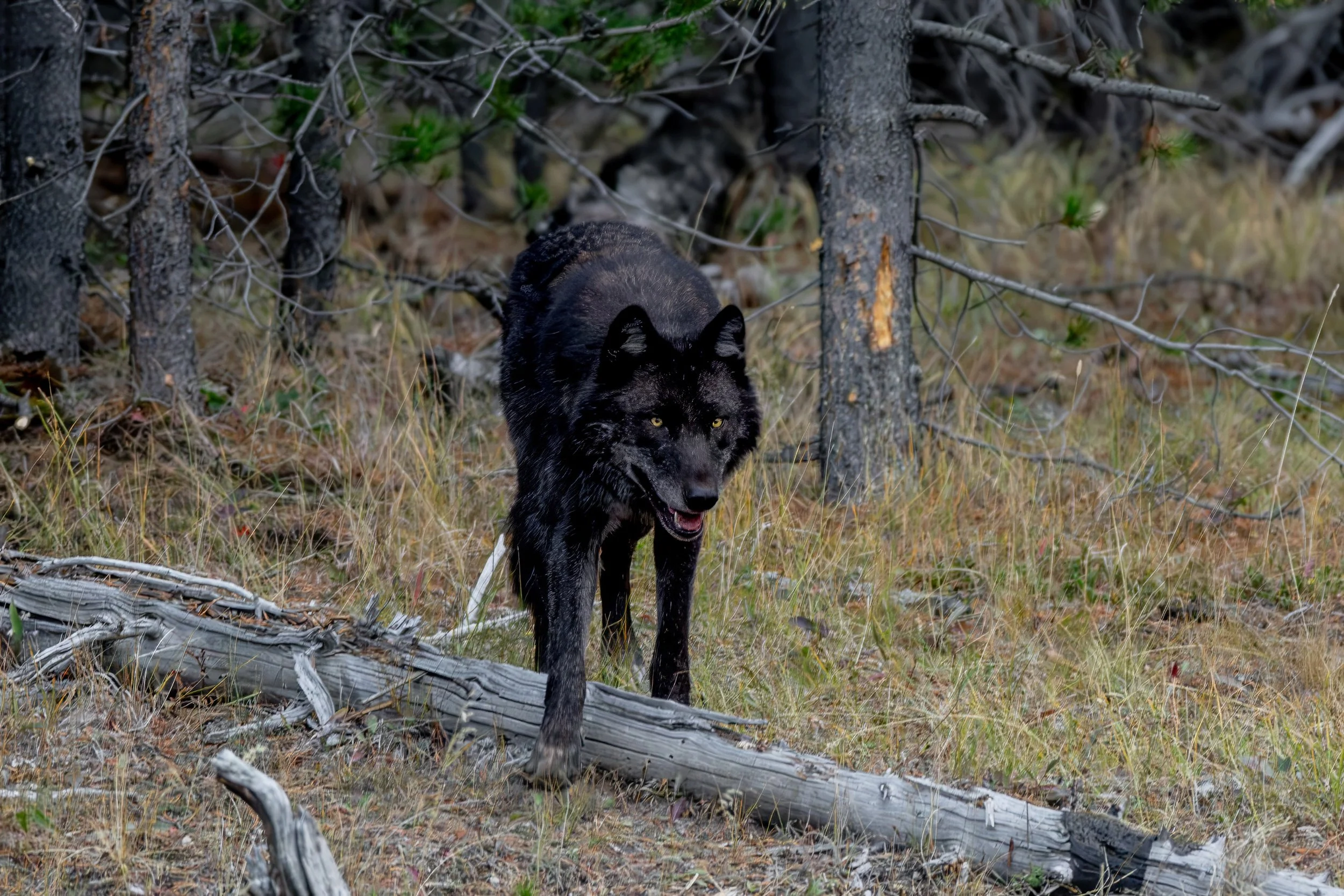 A black wolf walking through a forest with trees and fallen logs.
