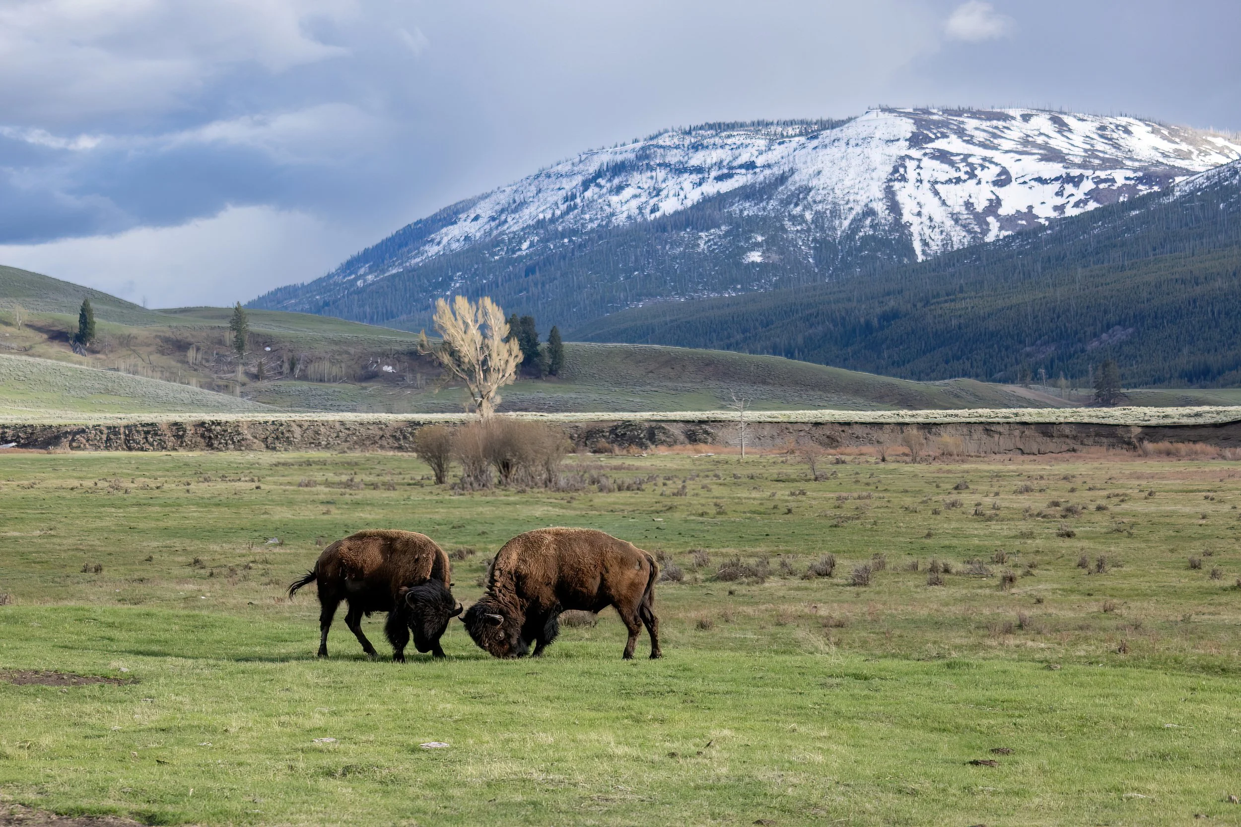 Grazing bison in a green field with mountains in the background, some snow on the mountain peaks, and a partly cloudy sky.