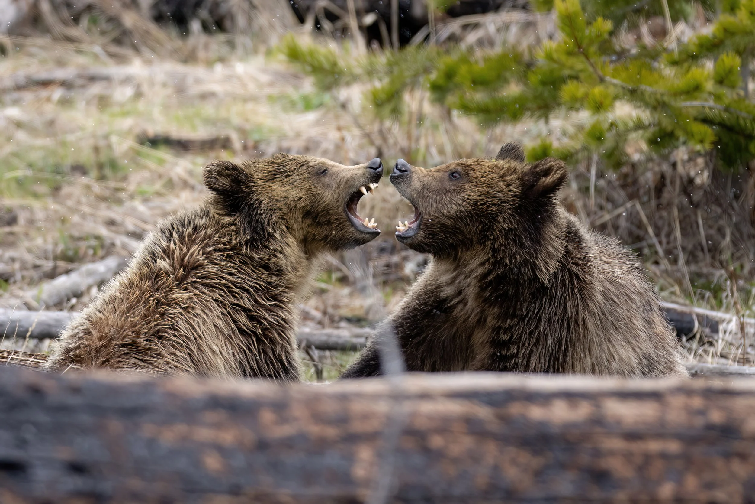 Two young brown bears play fighting on a forest floor with green bushes in the background.
