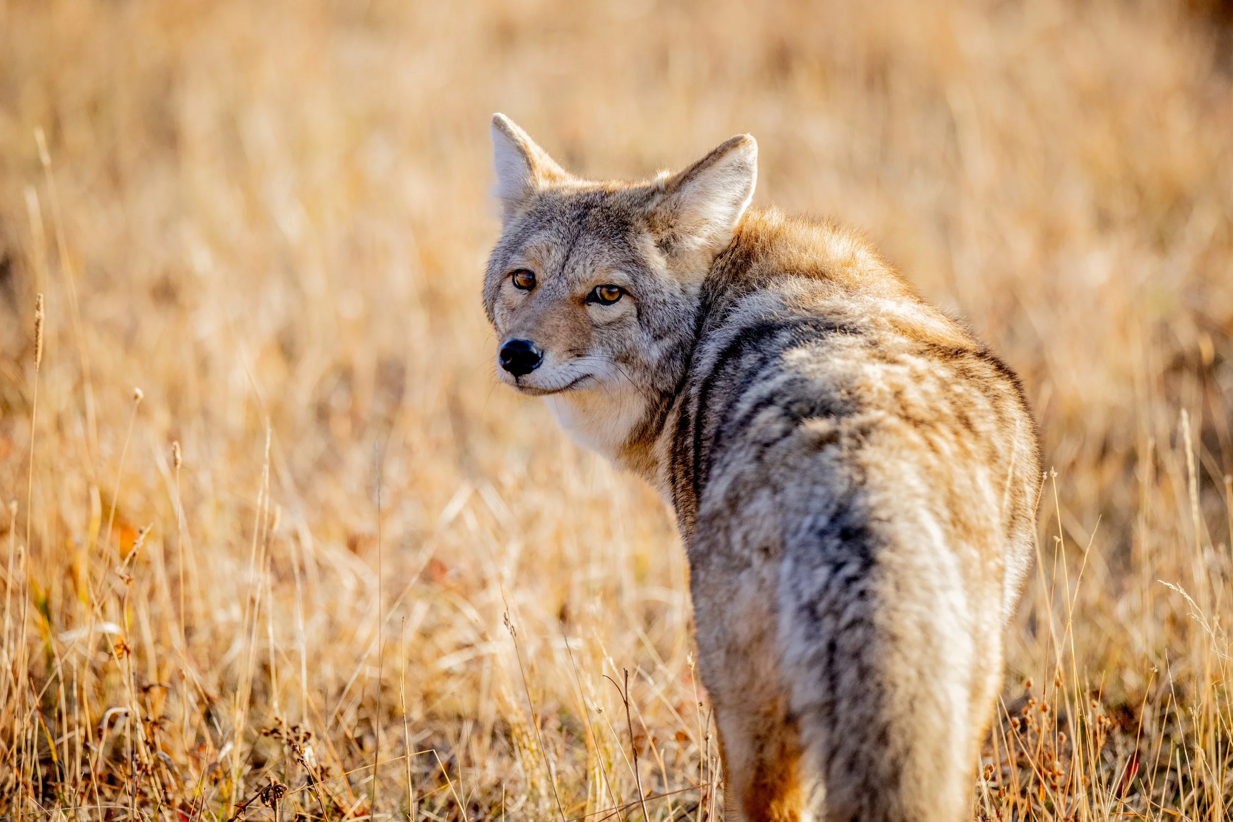 A coyote standing in a field of dry, golden grass, looking over its shoulder at the camera.