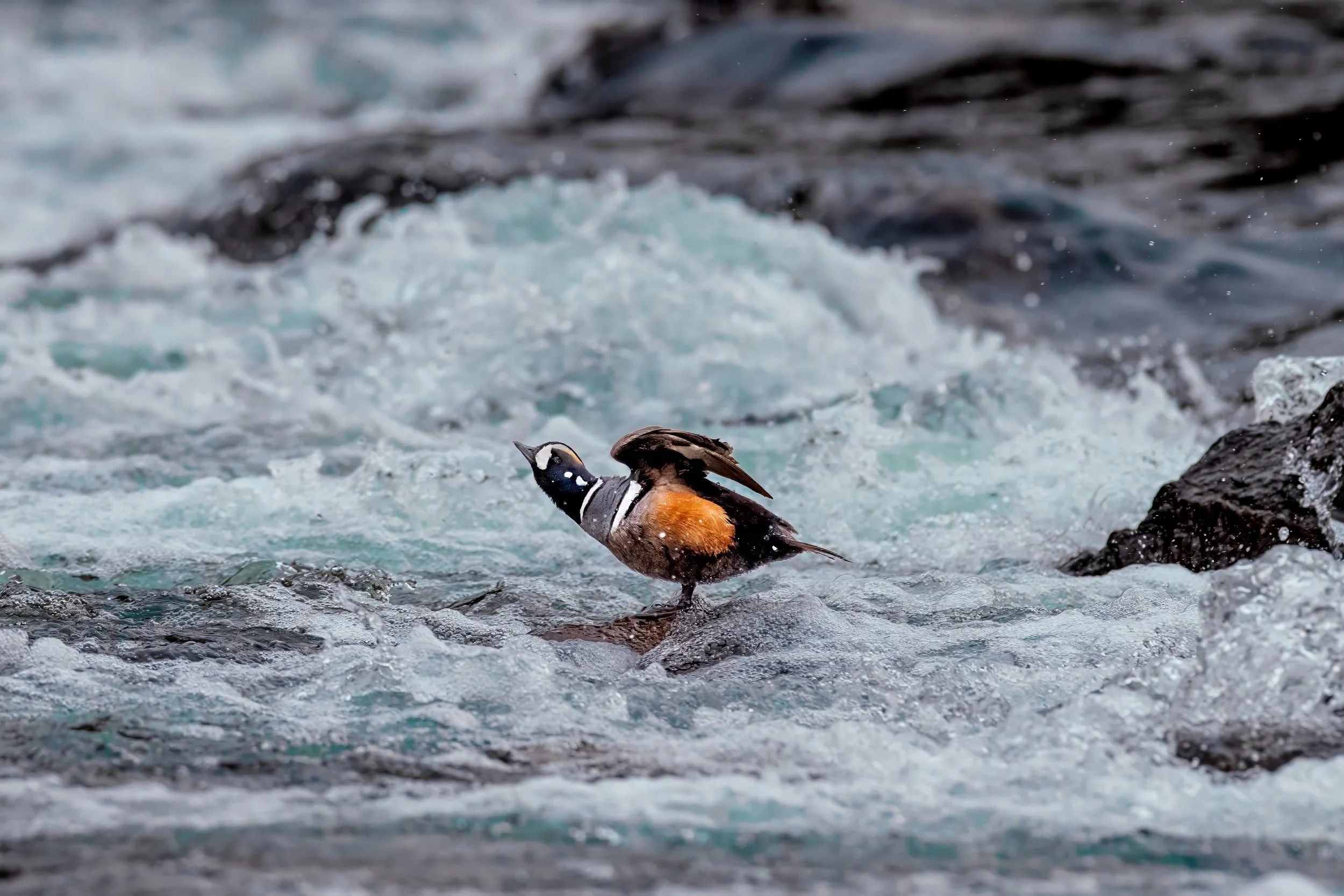 A duck with colorful plumage standing on rocks in a rushing river with white water and dark rocks.