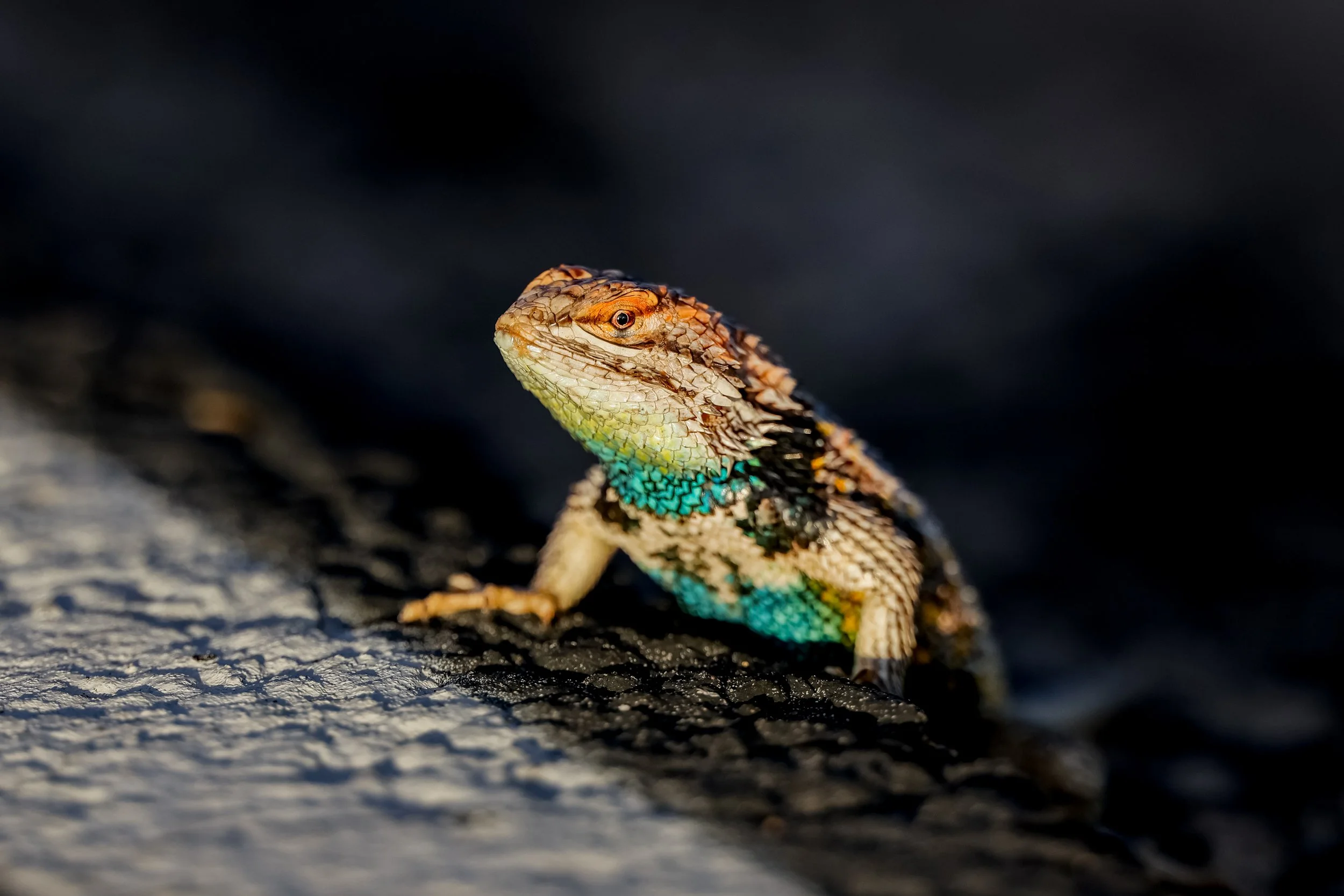 Colorful lizard with orange head and blue-green body resting on a textured surface.