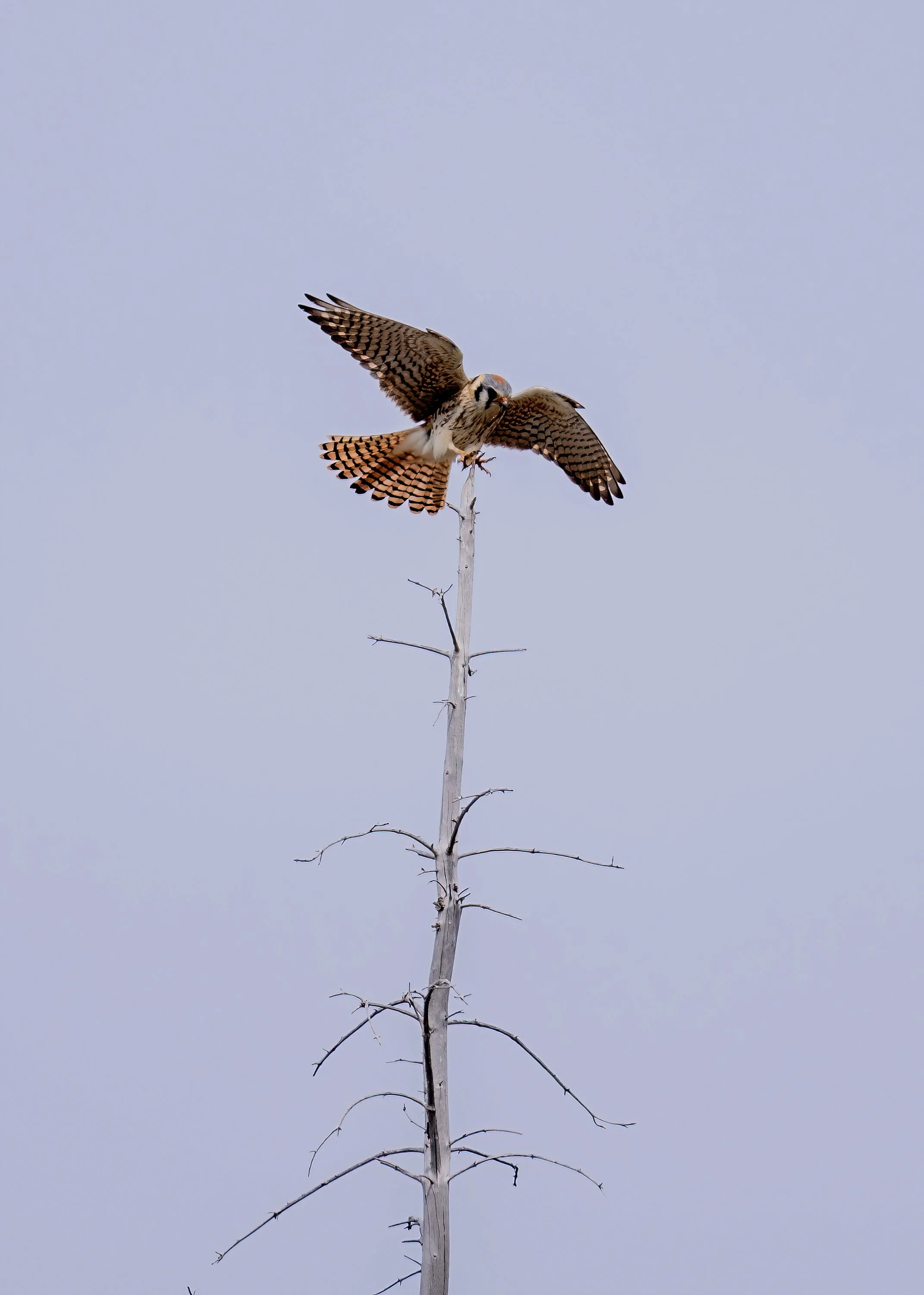 An American Kestrel perched on a tall, leafless, white branch against a pale, cloudless sky.