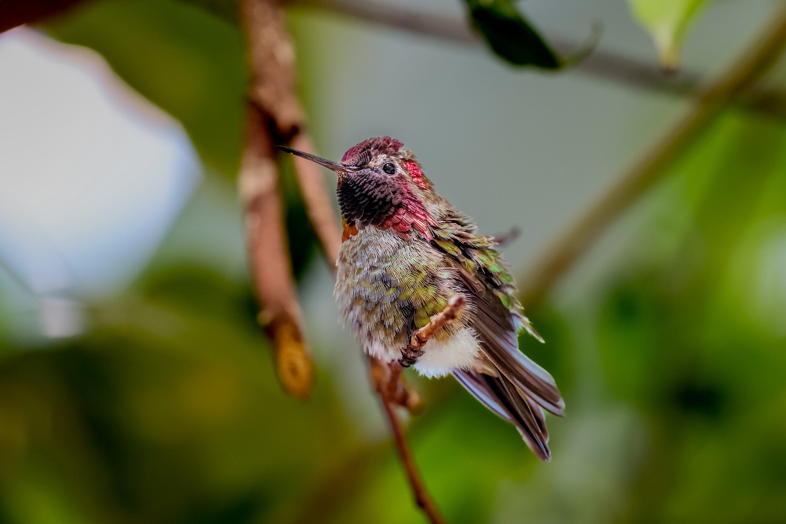 A colorful hummingbird perched on a branch, with iridescent feathers reflecting in shades of pink, green, and gray, surrounded by blurred green foliage.