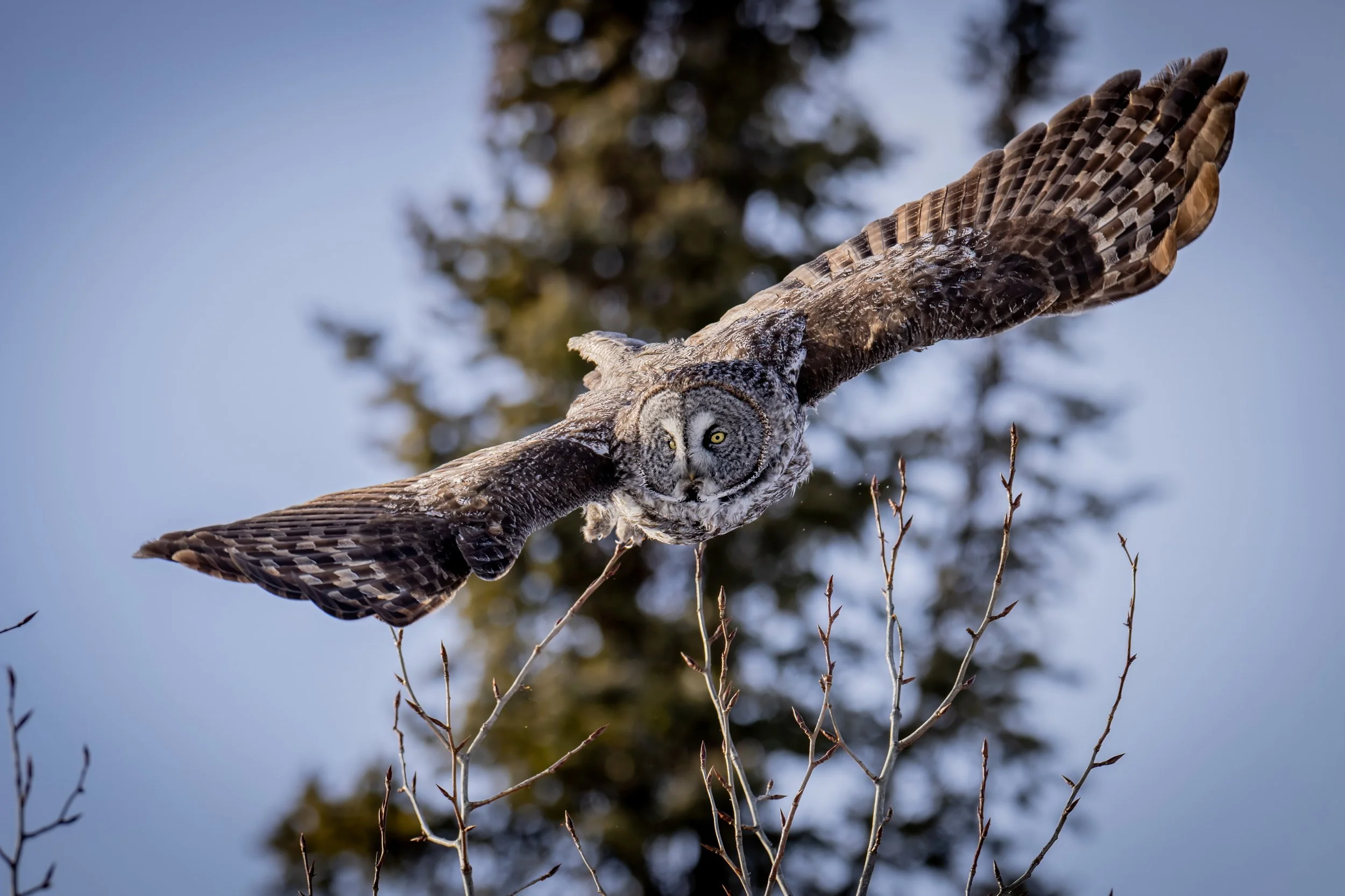 An owl in flight with its wings spread, flying over snow-covered branches with a blurred background of trees and sky.