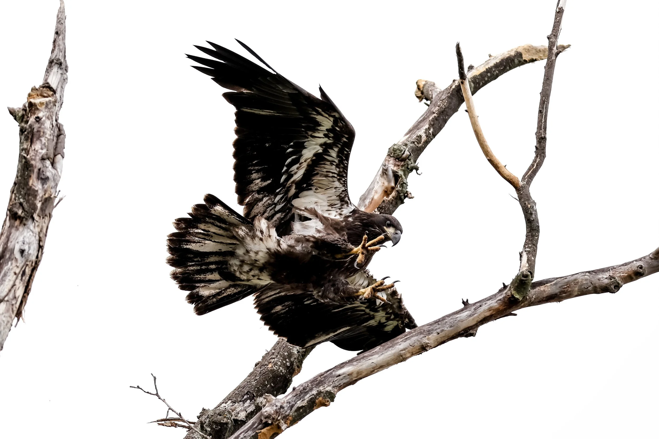 A bird of prey, possibly a hawk, perched on a tree branch with its wings partially spread, set against a white background.