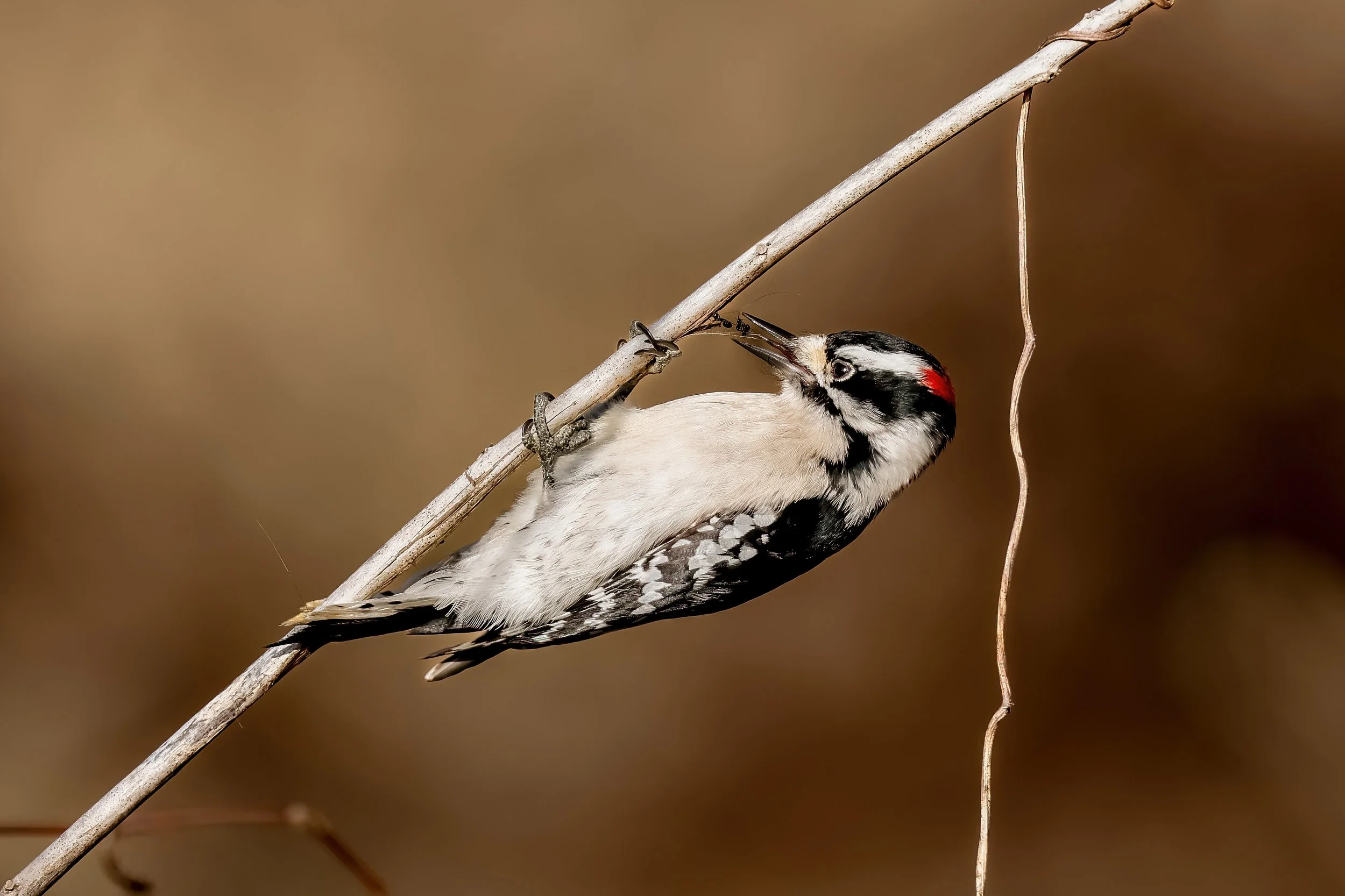 Close-up of a woodpecker clinging to a thin branch, pecking at the wood, with a blurred brown background.