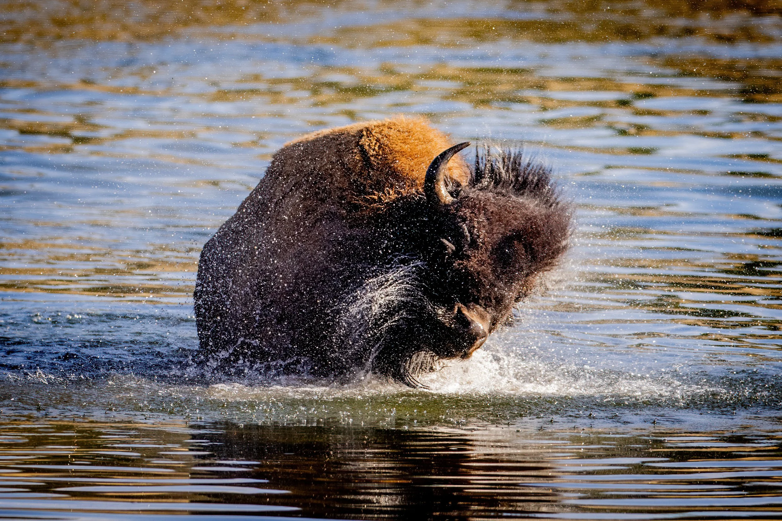 A bison swimming in water, creating splashes and ripples.