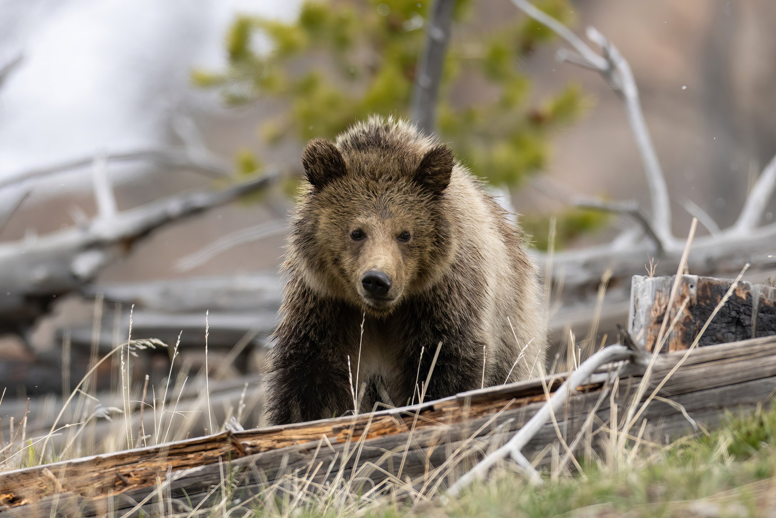 A young bear walking through a forested area with fallen branches and dry grass.