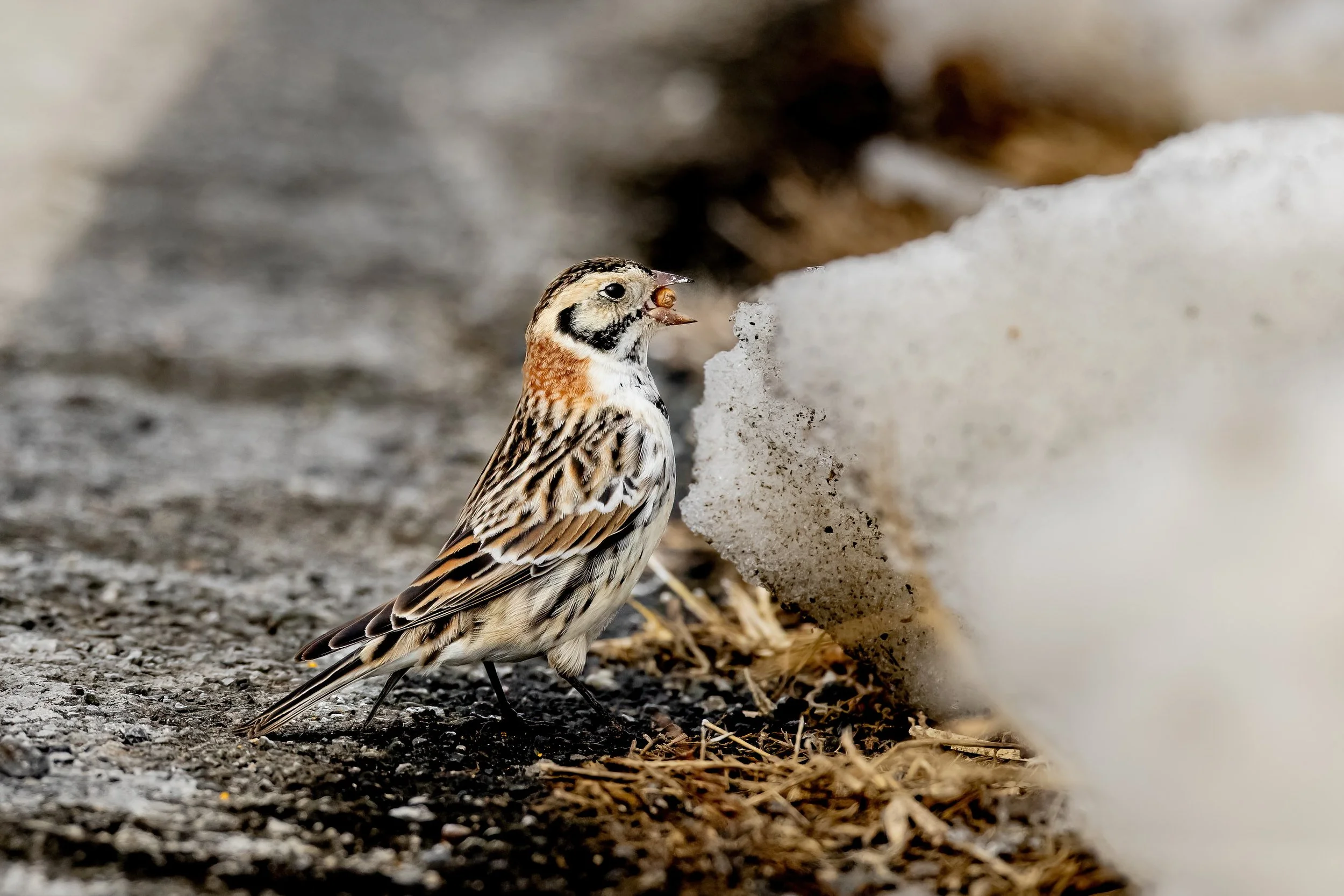 A small bird with a nut in its beak standing on a rocky ground near a patch of snow.