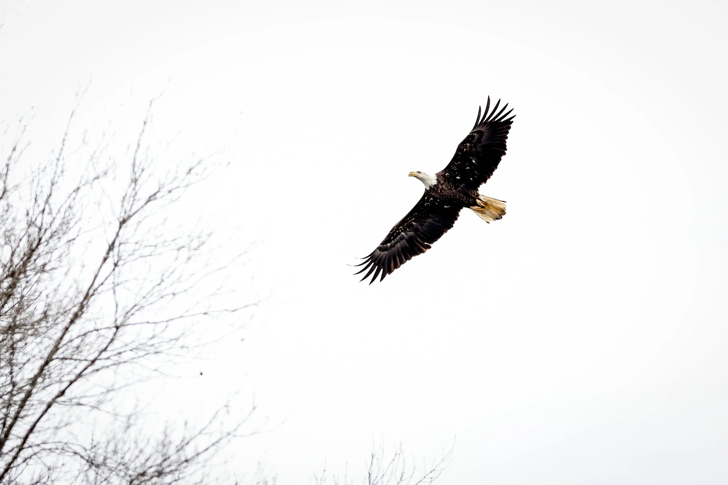 Bald eagle soaring in the sky with its wings spread wide, near bare tree branches against a cloudy sky.