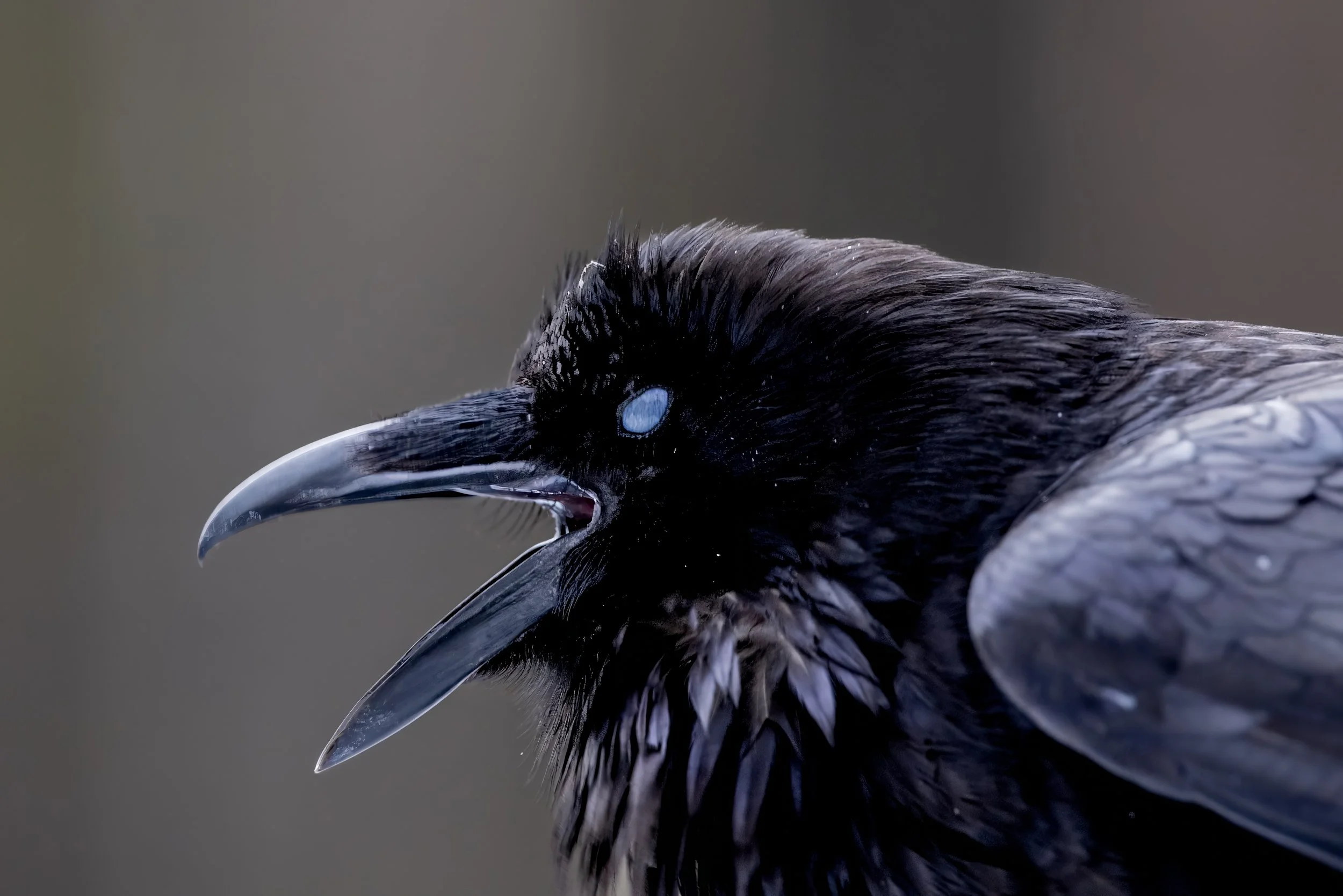 Close-up of a bird's head, showing one eye, beak, and detailed black feathers.