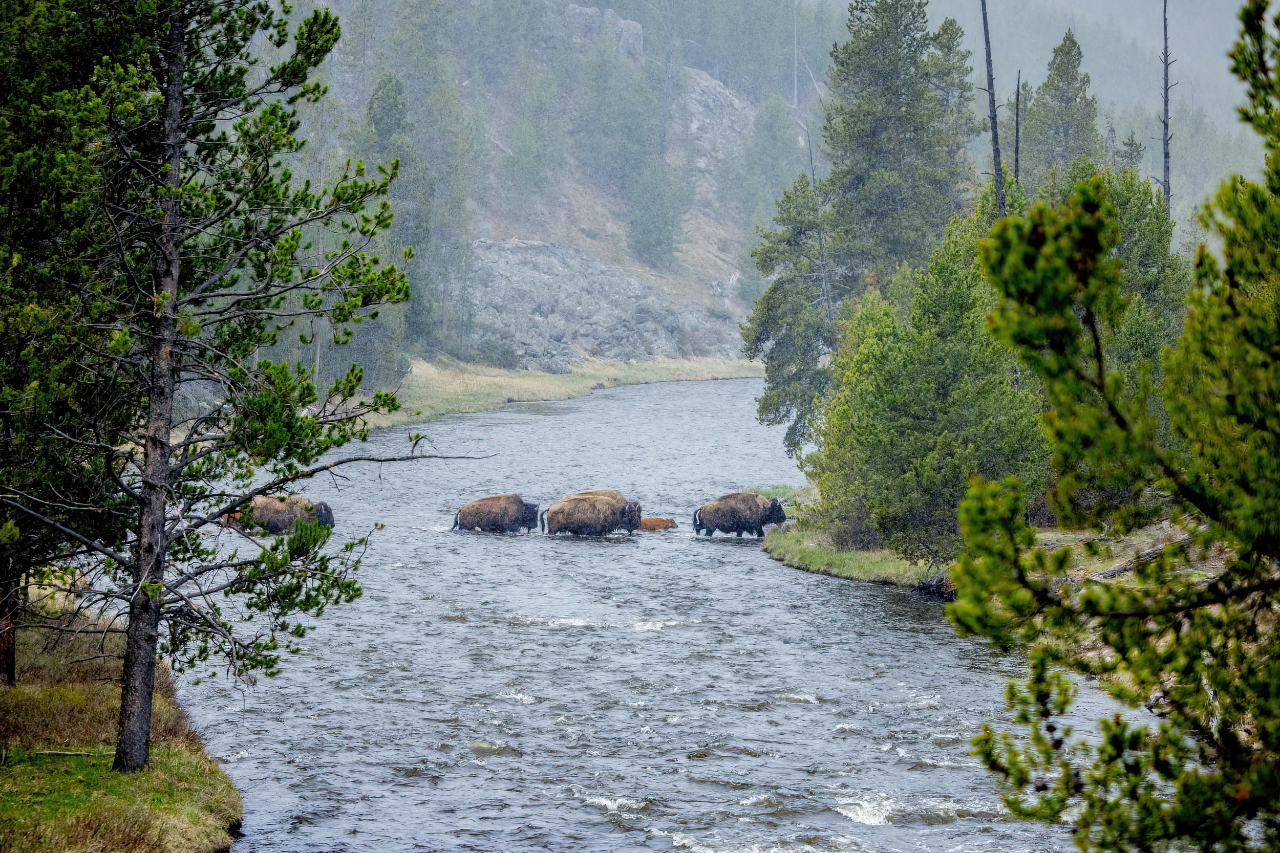 Bison wading in a river surrounded by dense pine trees and mountains in the background.