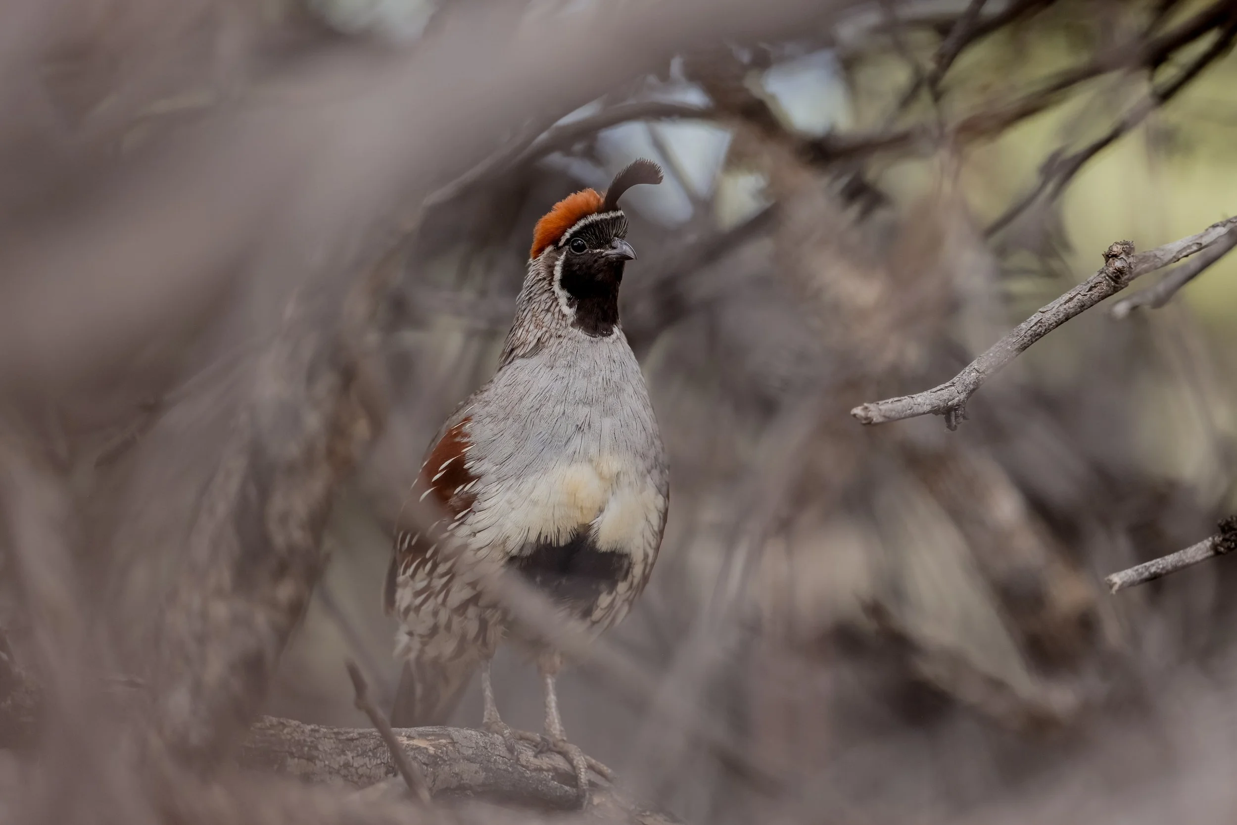 A bird with a distinctive orange crest and black face, perched among branches and twigs in a natural setting.