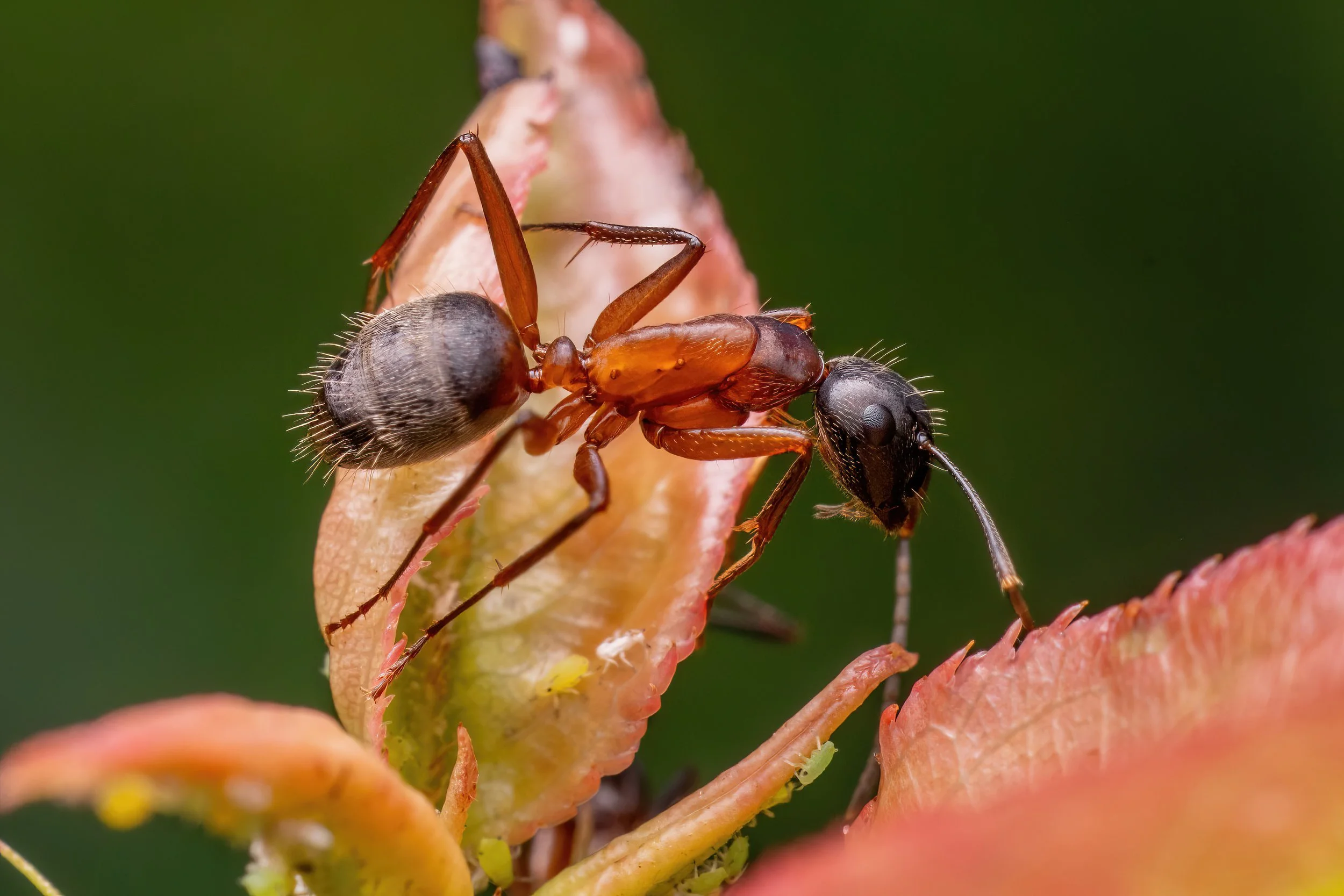 Close-up of a small spider interacting with an ant on a plant with pinkish leaves.