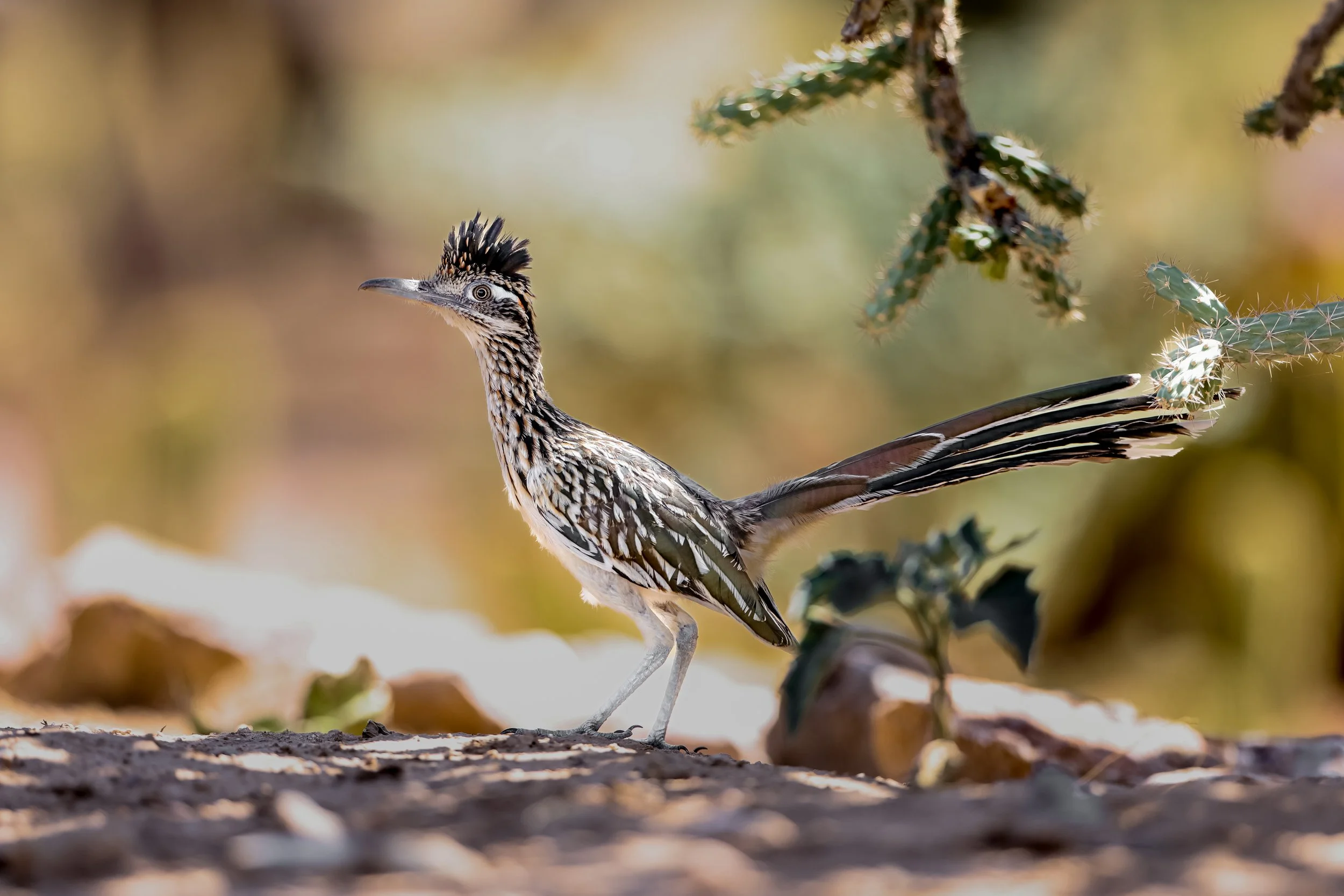 A roadrunner bird standing on the ground near a cactus plant in a desert landscape.
