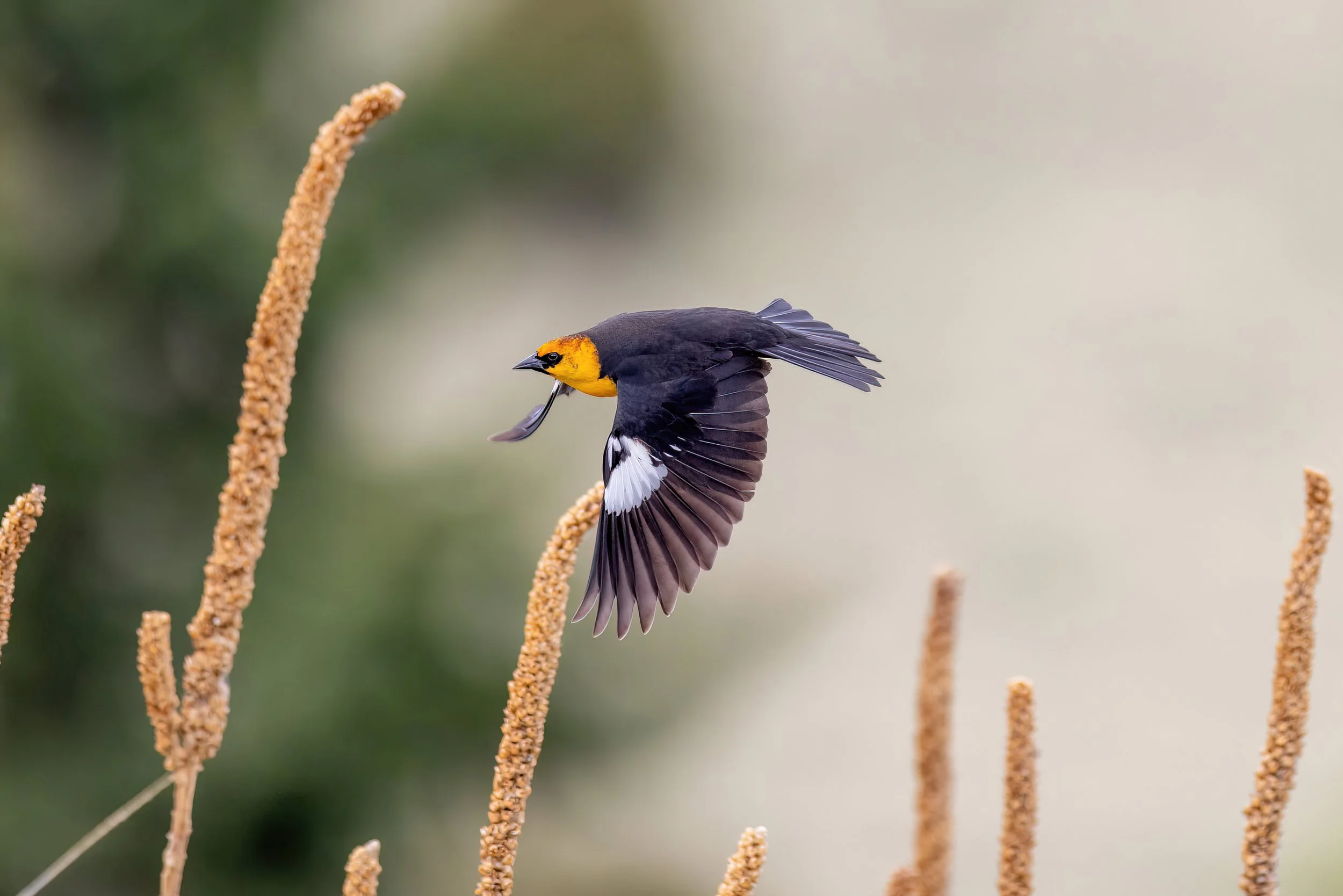 A small bird with a yellow face and black body flying near tall, beige plant stalks against a soft, blurred background of green and beige tones.