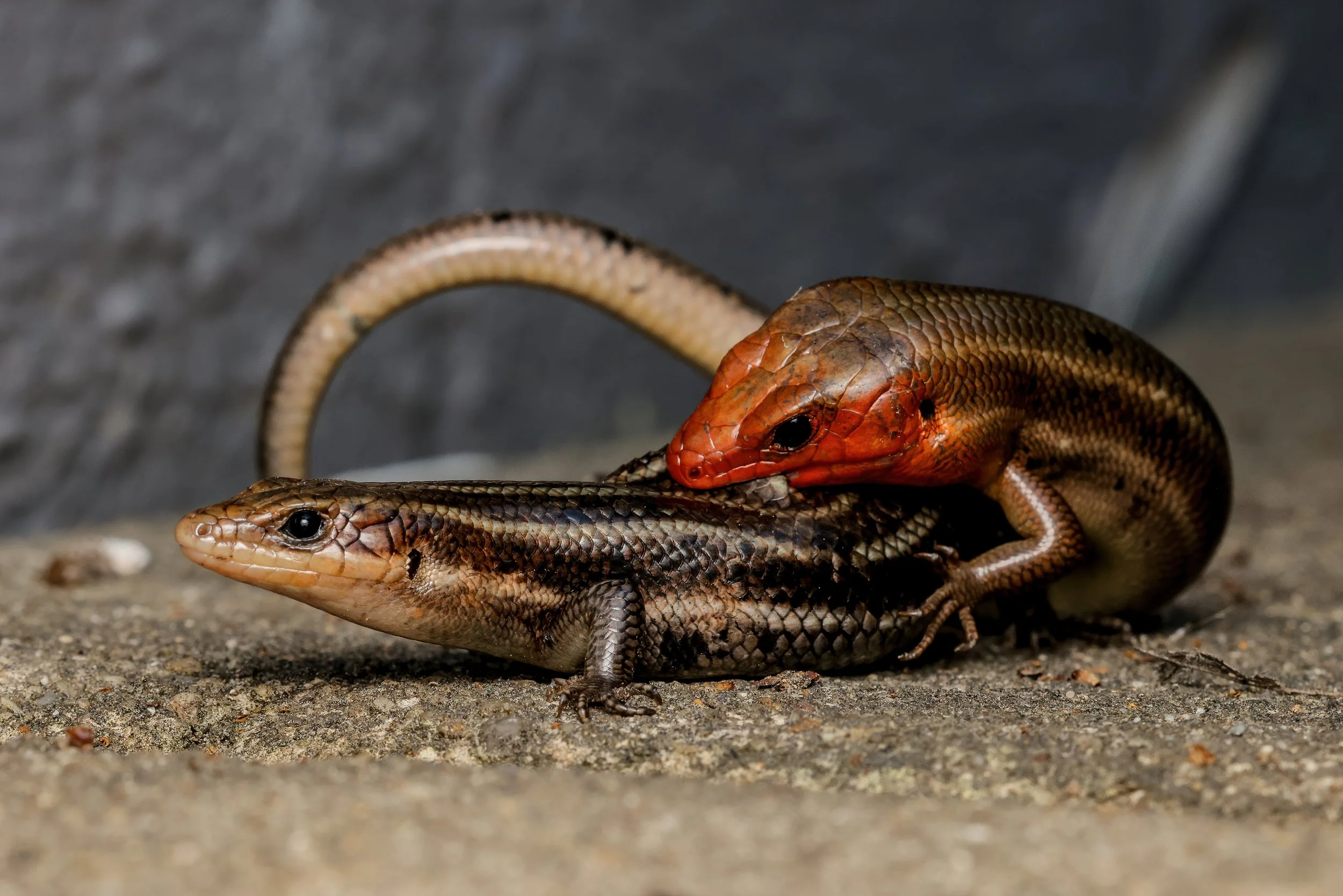 Close-up image of several small lizards with brown, orange, and tan scales on a rough ground surface.
