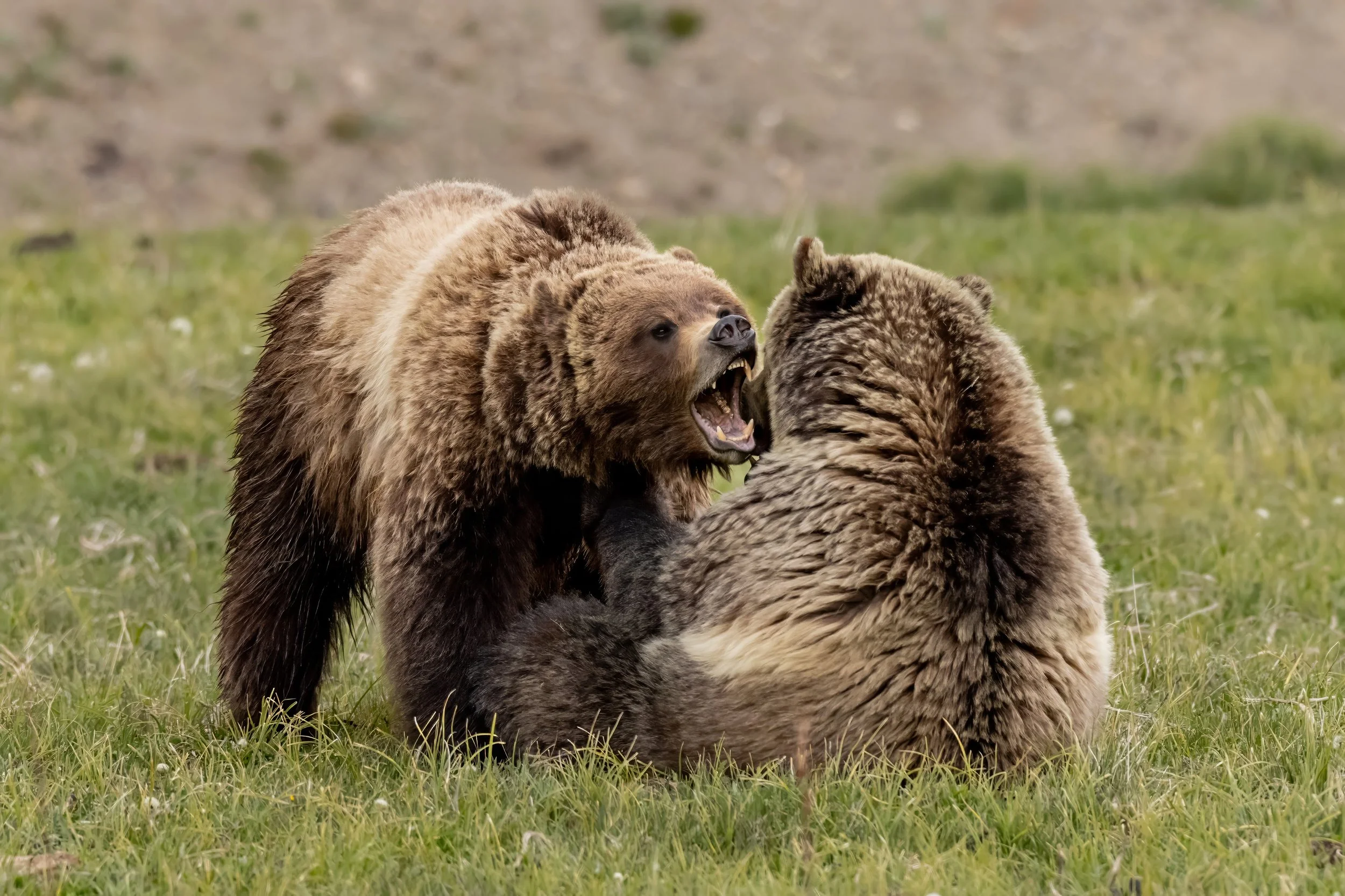 Two brown bears interacting in a grassy area, one is standing and the other is sitting with its back turned.
