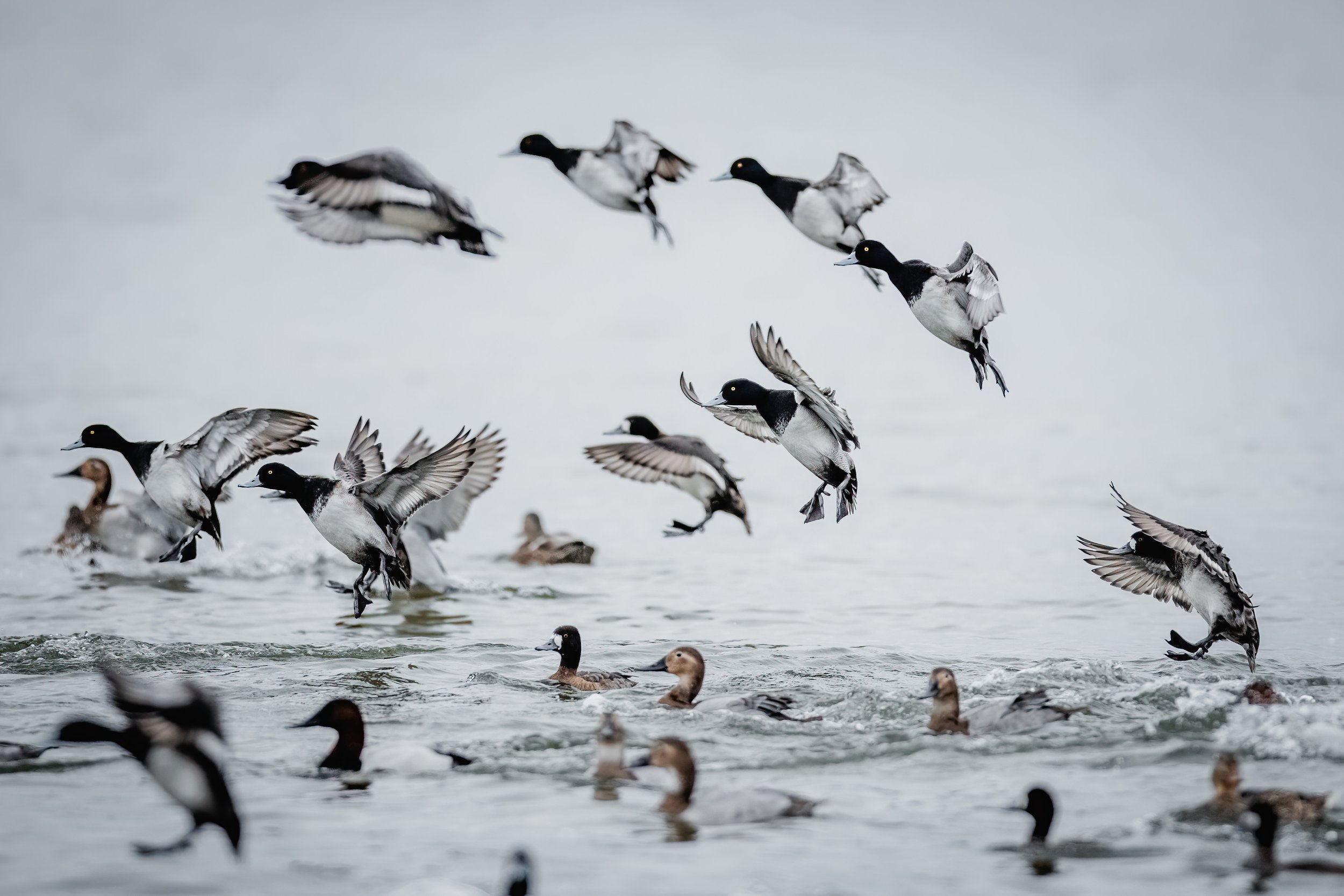 A flock of ducks flying low over water